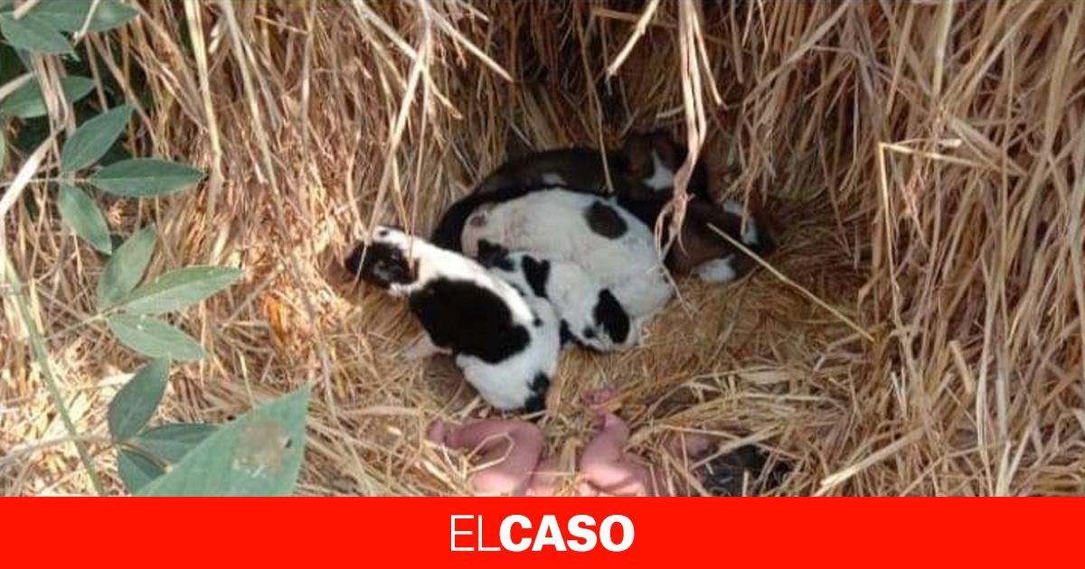 Milagro Viral Unos Perros Salvajes Salvan A Un Beb Reci N Nacido