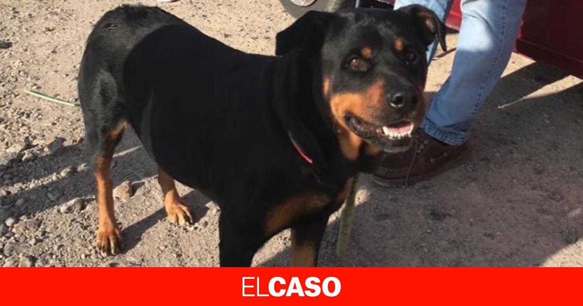 Cinco rottweilers matan a su dueño al confundirlo con un ladrón se