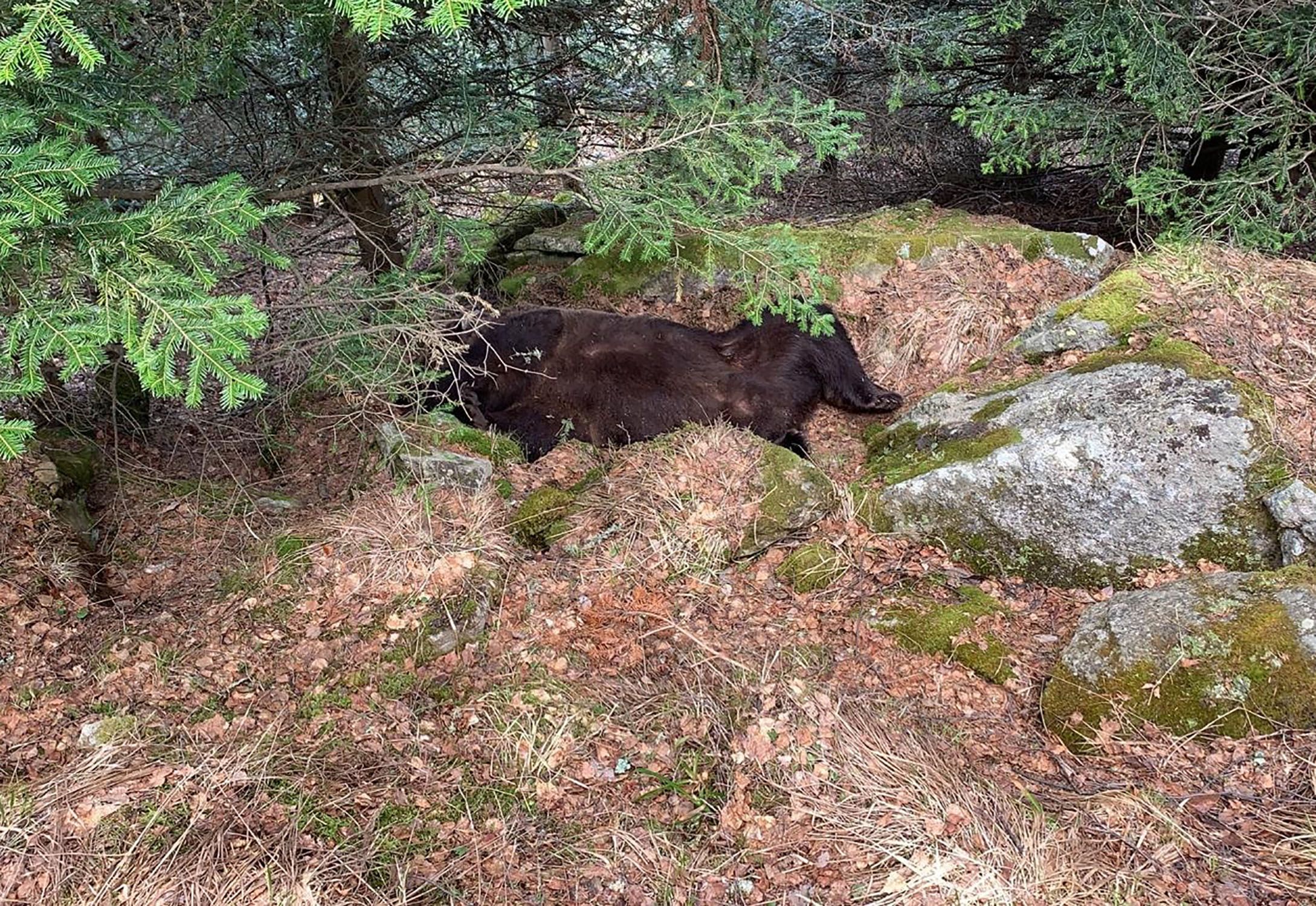 Oso Cachou Les / Archivo Oso Cachou Les / Archivo