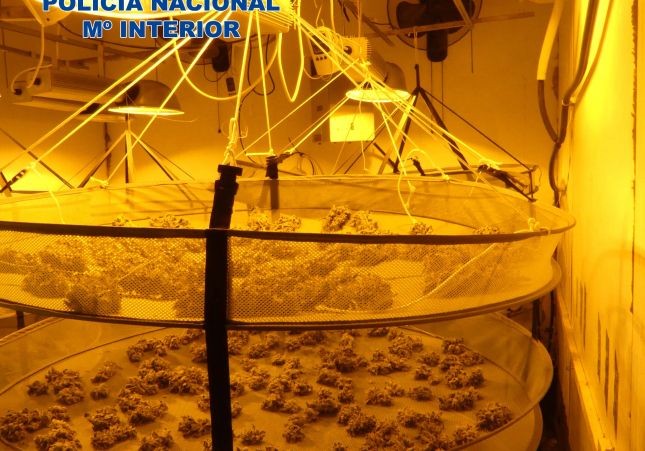 Marihuana Girona Policia Nacional Marihuana Girona Policia Nacional
