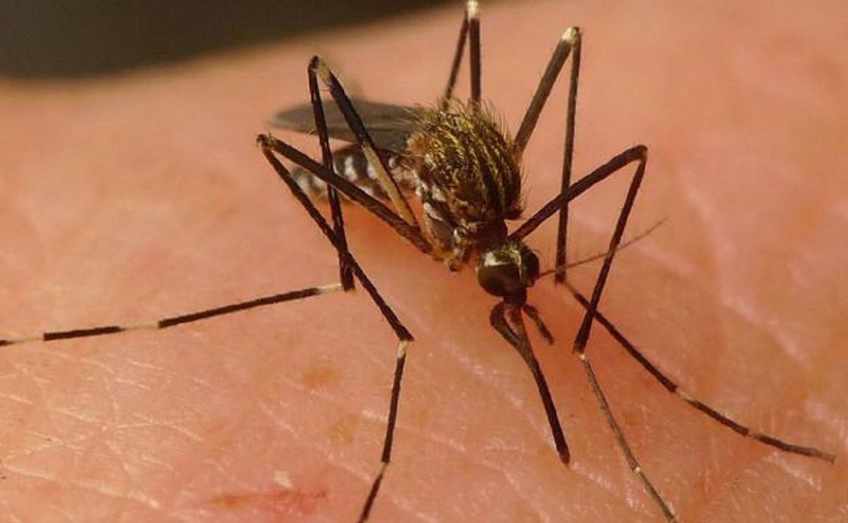 Mosquito japonés