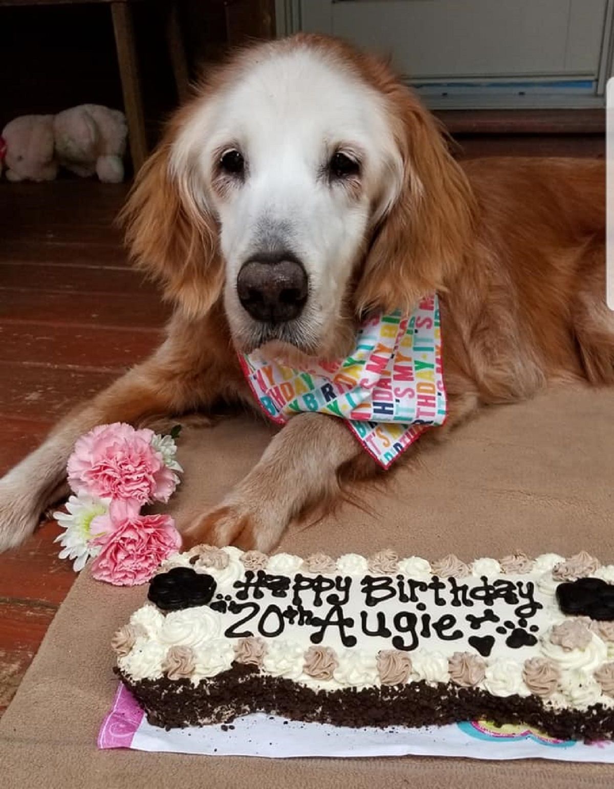 Augie / GoldHeart Golden Retrievers Rescue Augie / GoldHeart Golden Retrievers Rescue