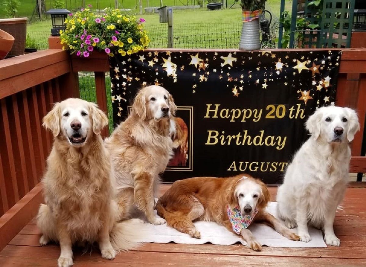 Augie y amigos / GoldHeart Golden Retrievers Rescue Augie y amigos / GoldHeart Golden Retrievers Rescue