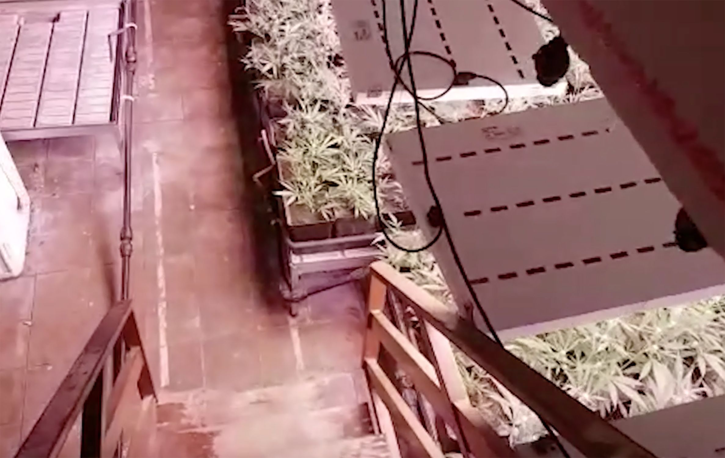 Egara Marihuana Egara Marihuana