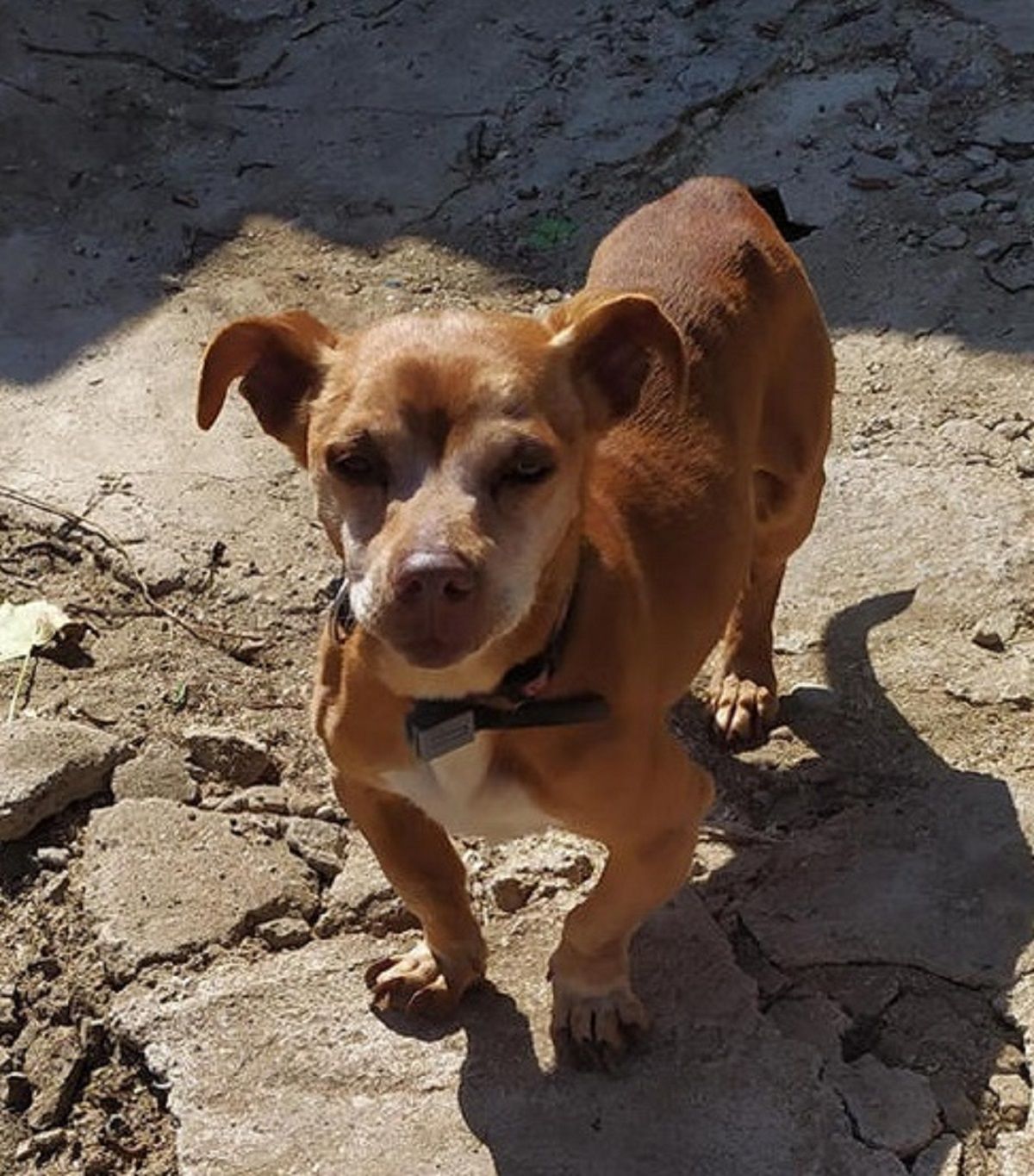 Perro Rey Perro Rey