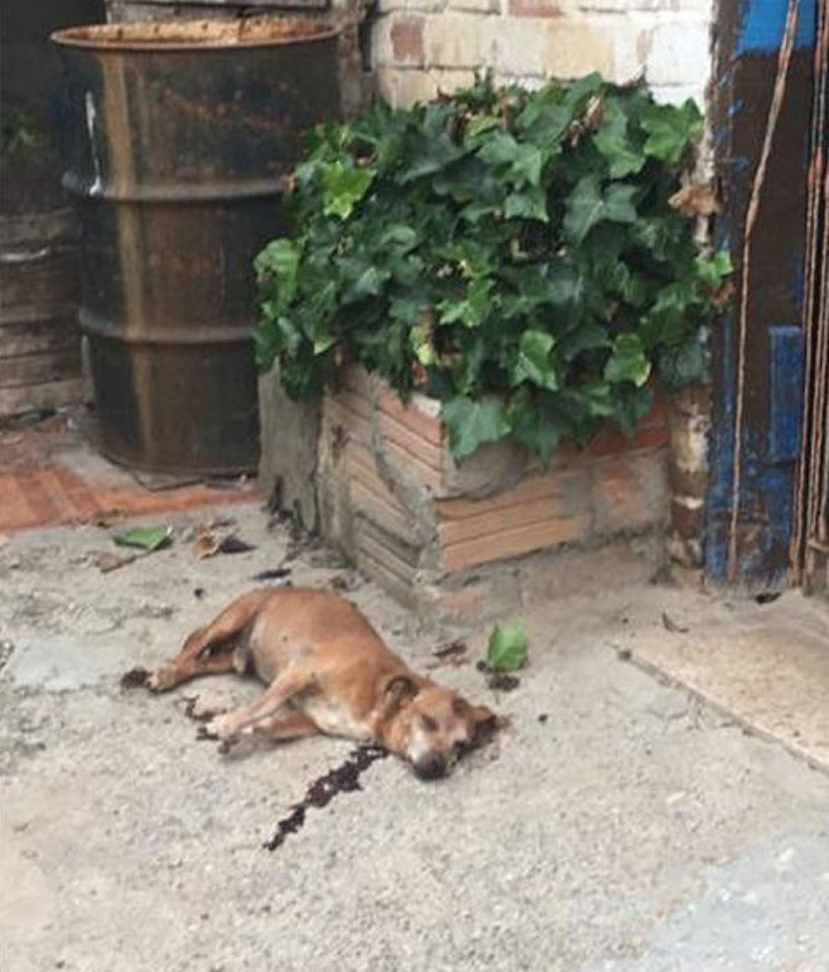 Perro Rey muerto Perro Rey muerto
