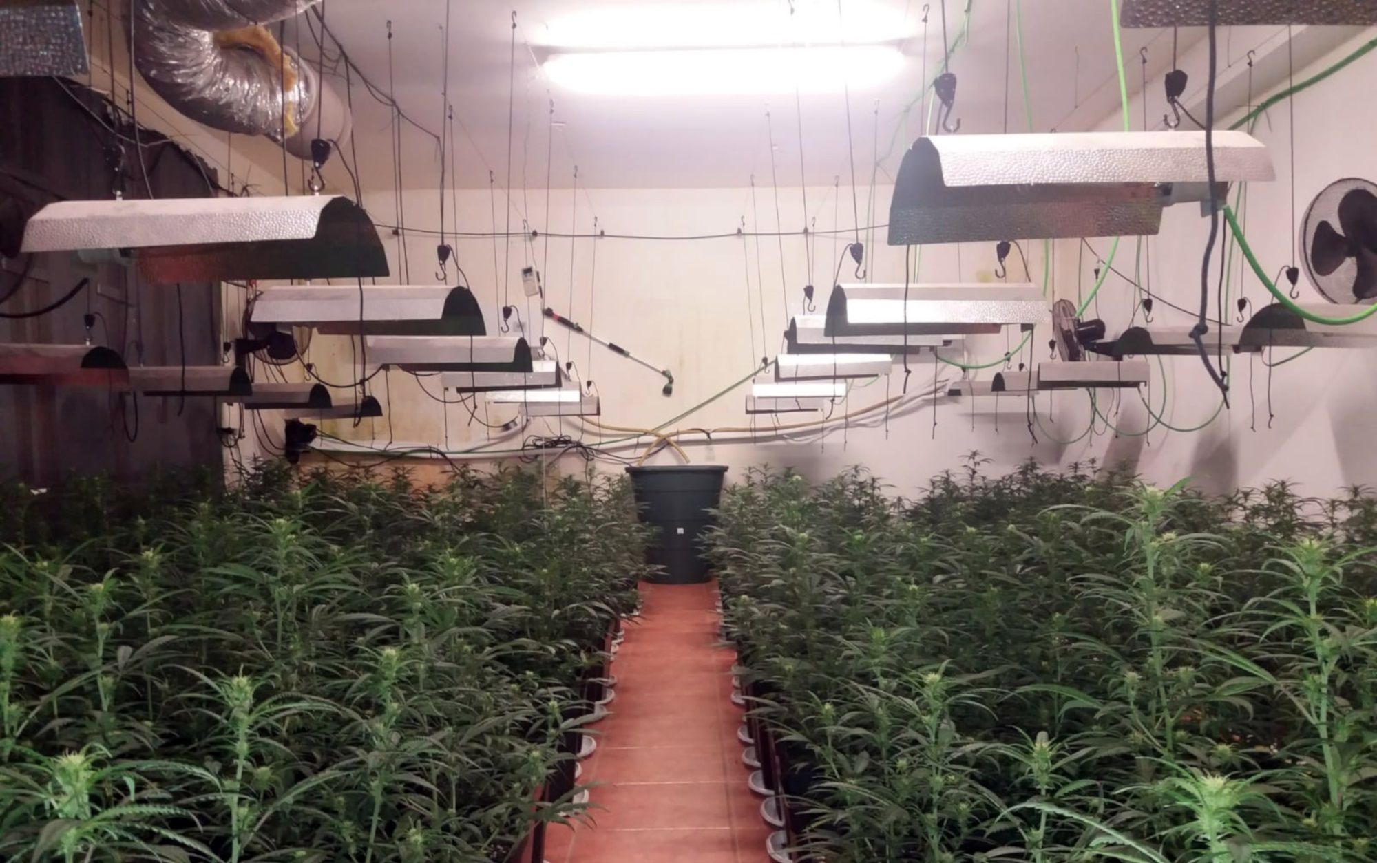 marihuana-Mossos d'Esquadra