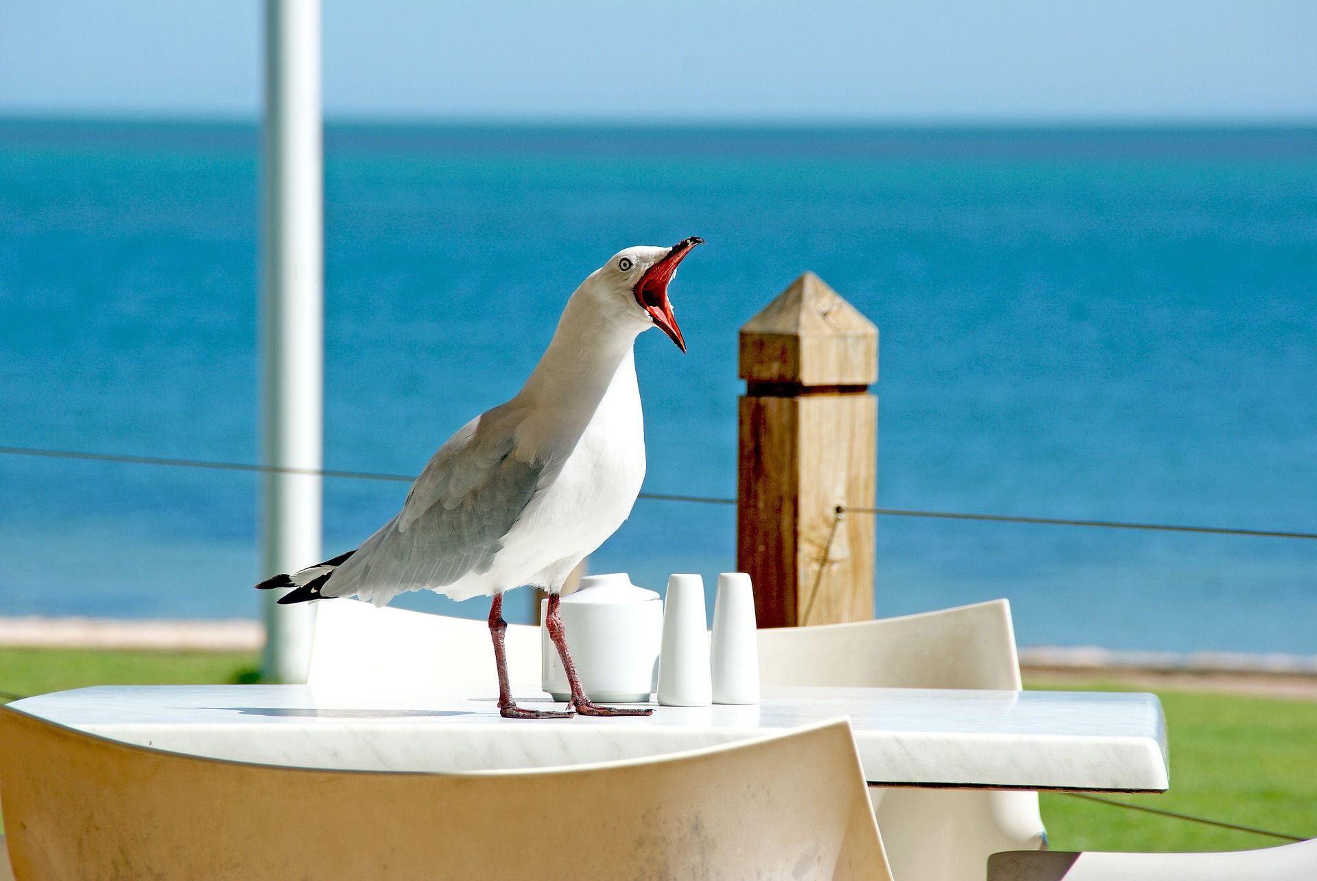Gaviota / Pixabay Gaviota / Pixabay