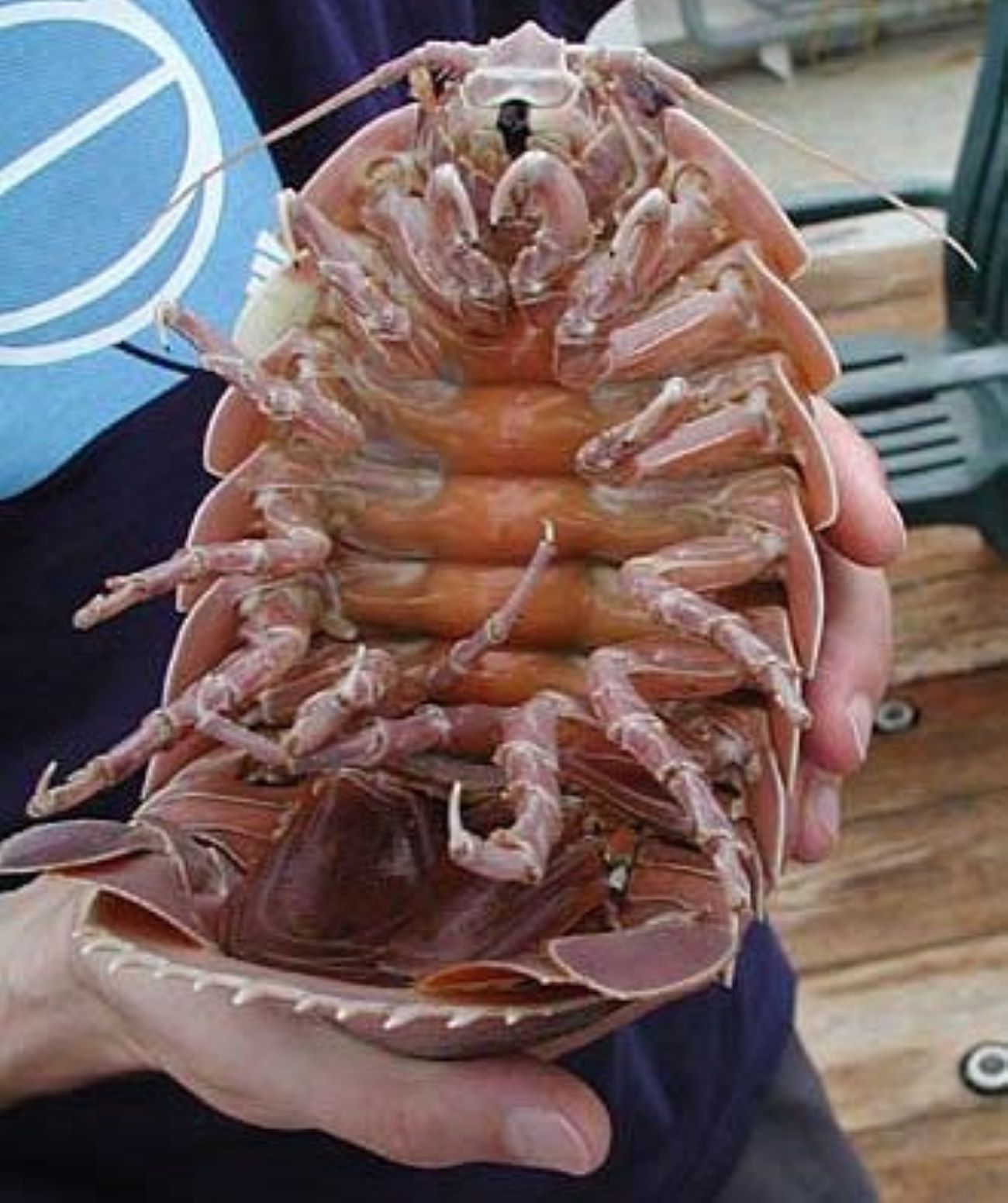 Isópodo gigante / Wikipedia Isópodo gigante / Wikipedia