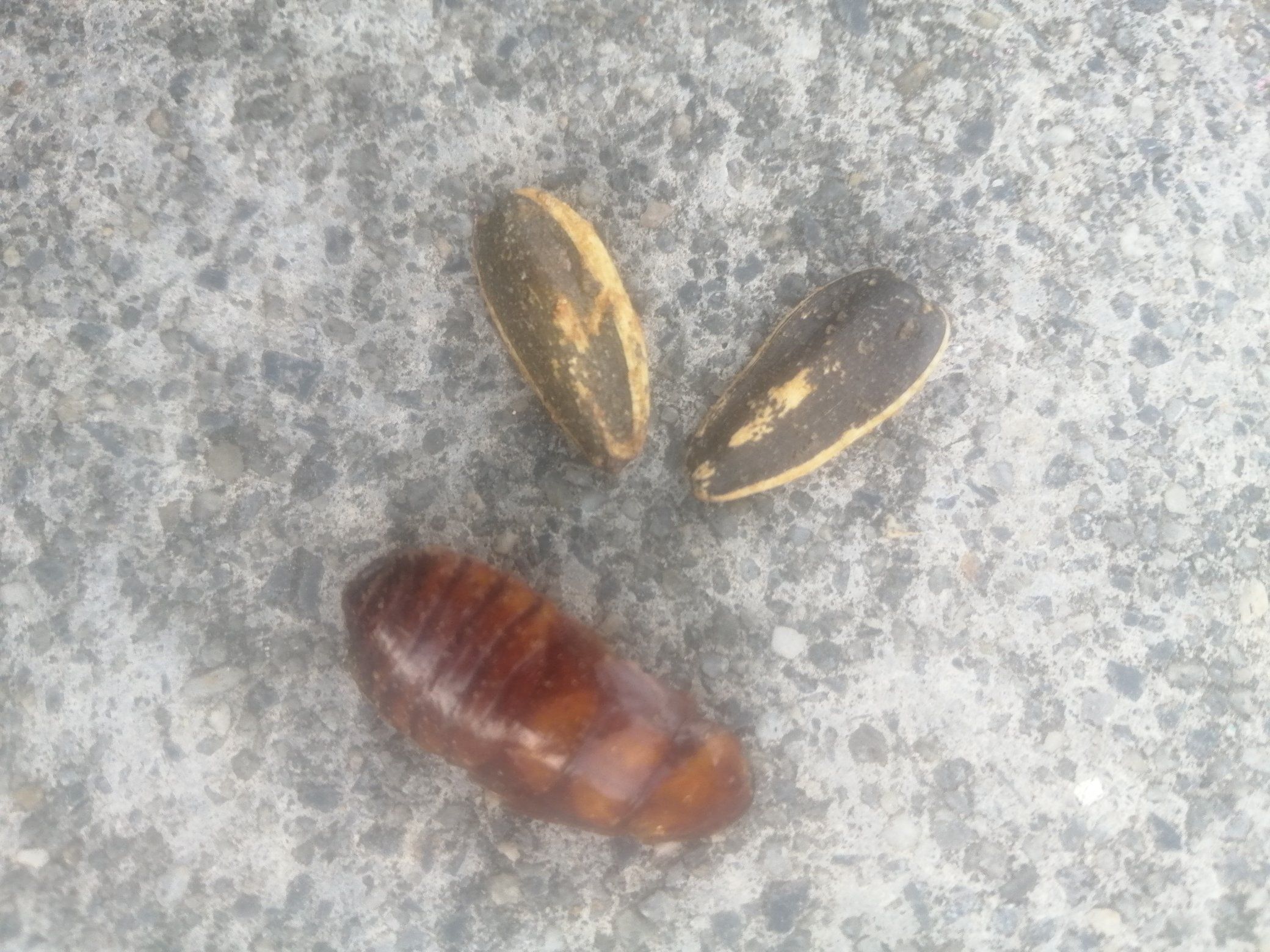 Cucaracha pipas / Twitter @begocentrikaa Cucaracha pipas / Twitter @begocentrikaa