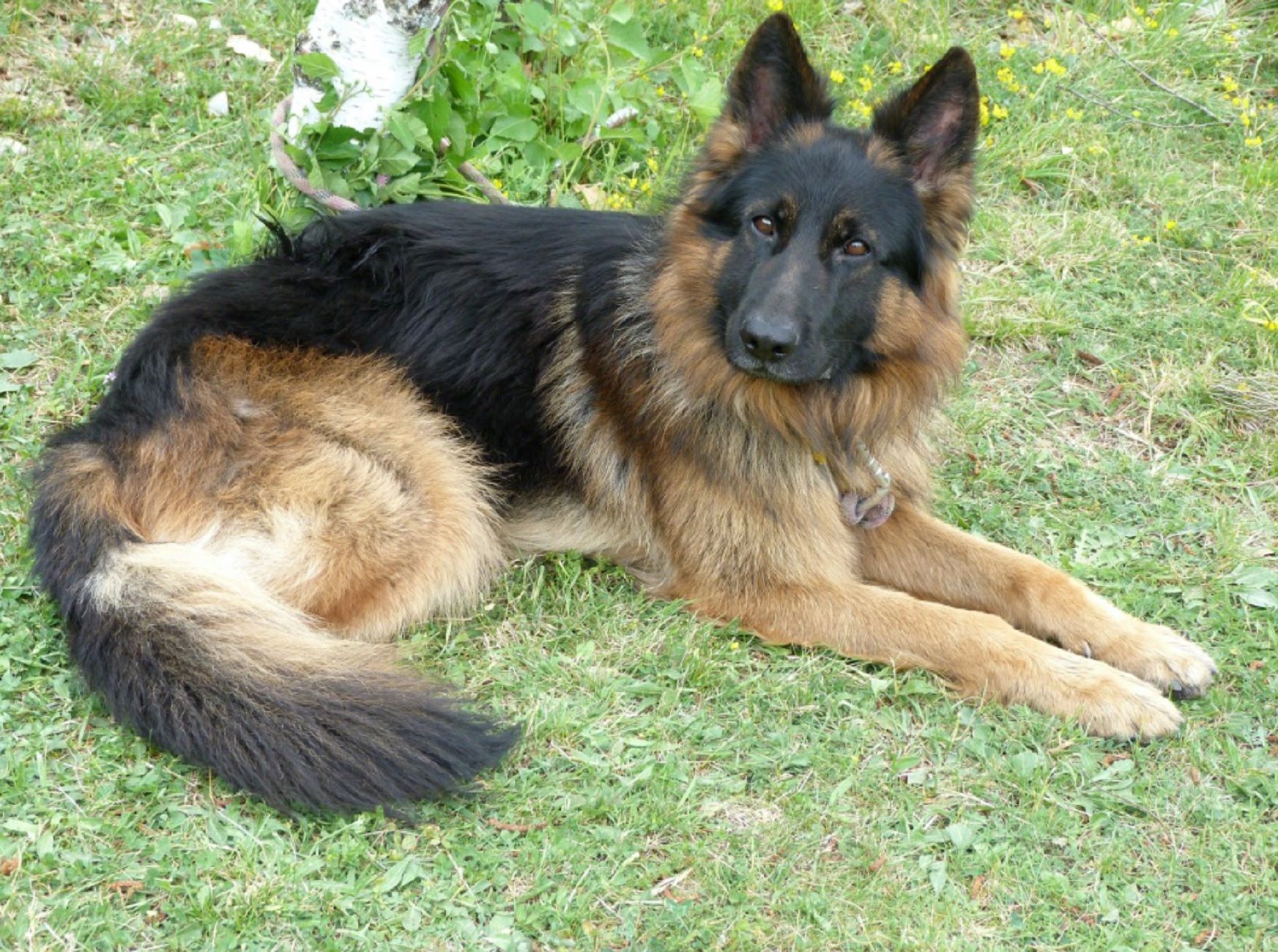 Perro pastor alemán / PxHere Perro pastor alemán / PxHere