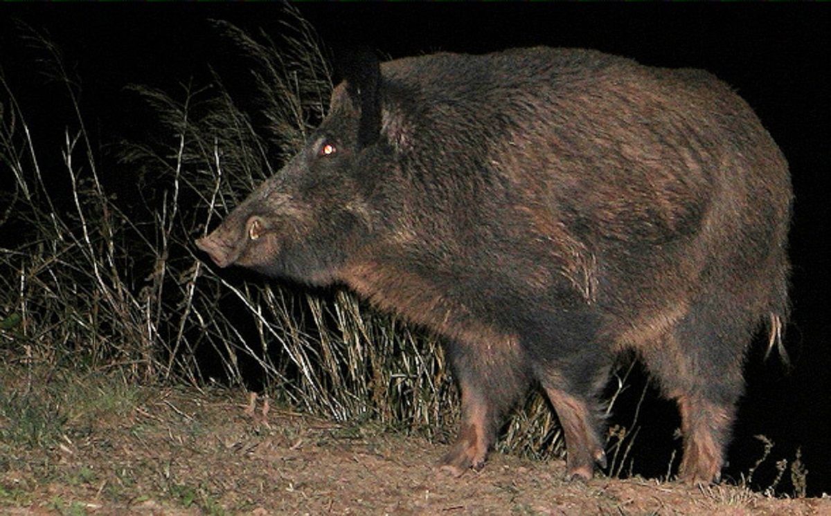 Jabalí Jabalí