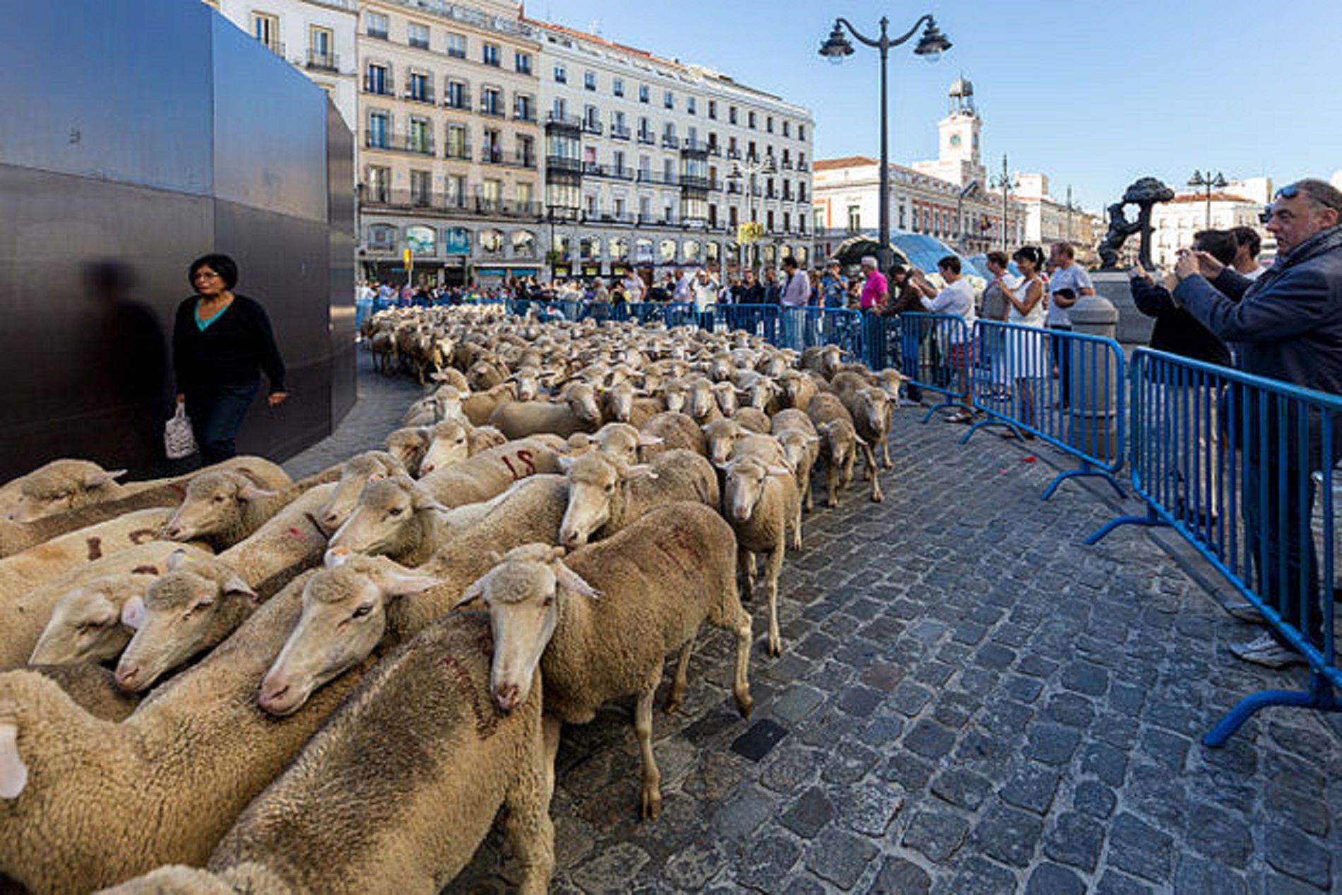 Ovejas / Wikimedia Commons Ovejas / Wikimedia Commons