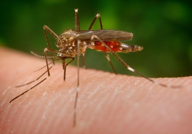 Mosquito Aedes japonicus / Wikipedia Mosquito Aedes japonicus / Wikipedia