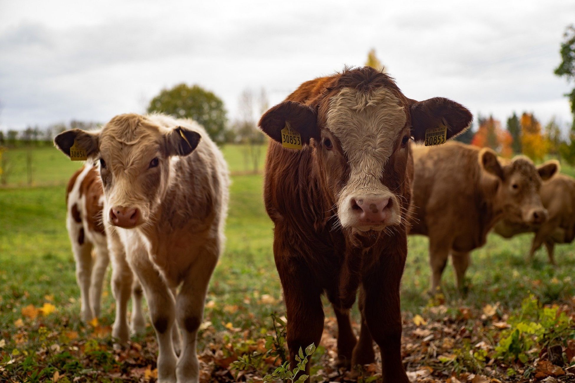 Vacas Vacas