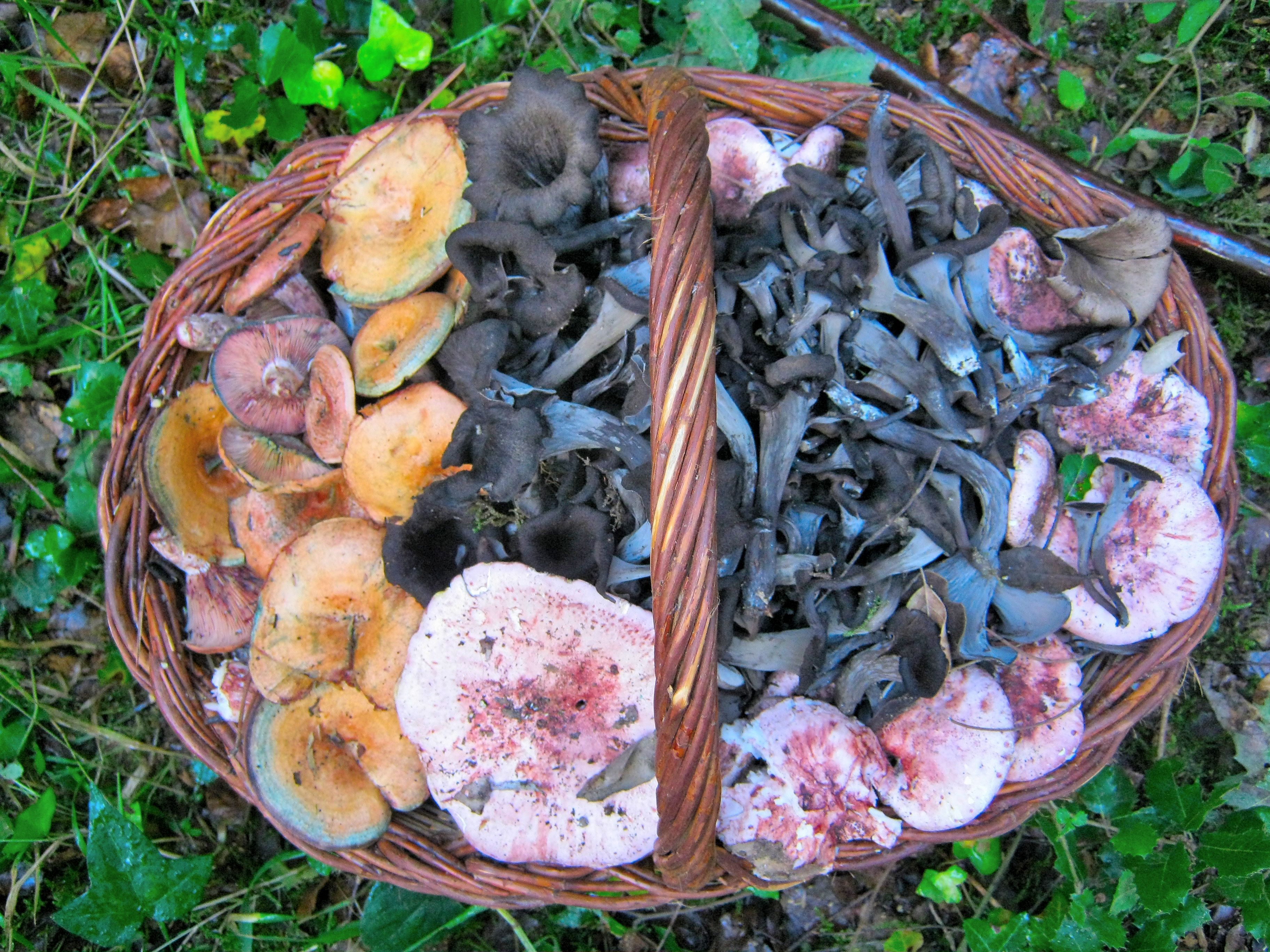 Trompetes mort escarlets bolets / Pinterest Trompetes mort escarlets bolets / Pinterest