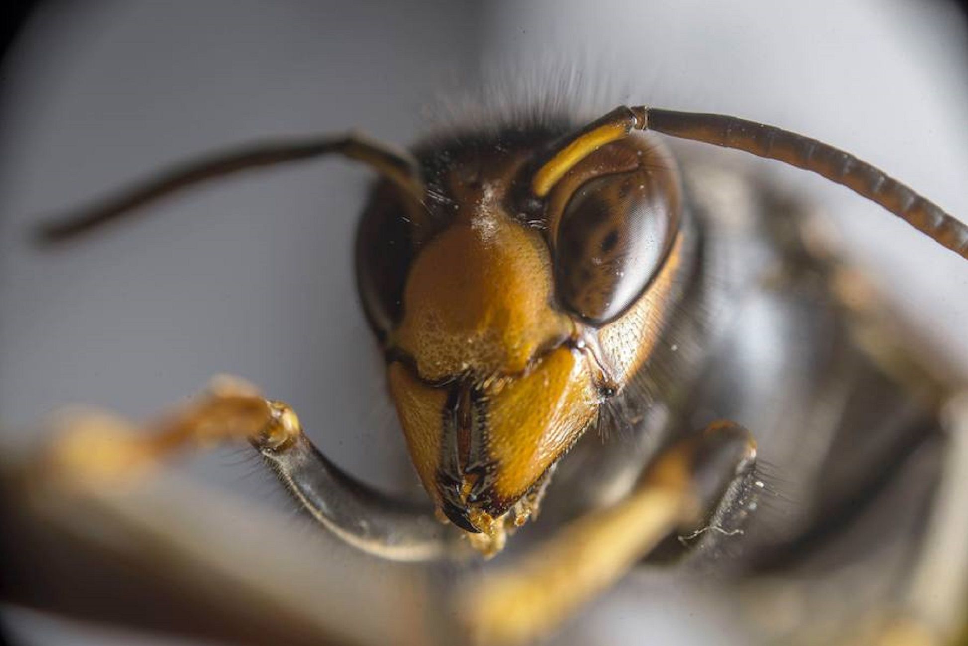 Avispa asiática Catalunya España / EFE