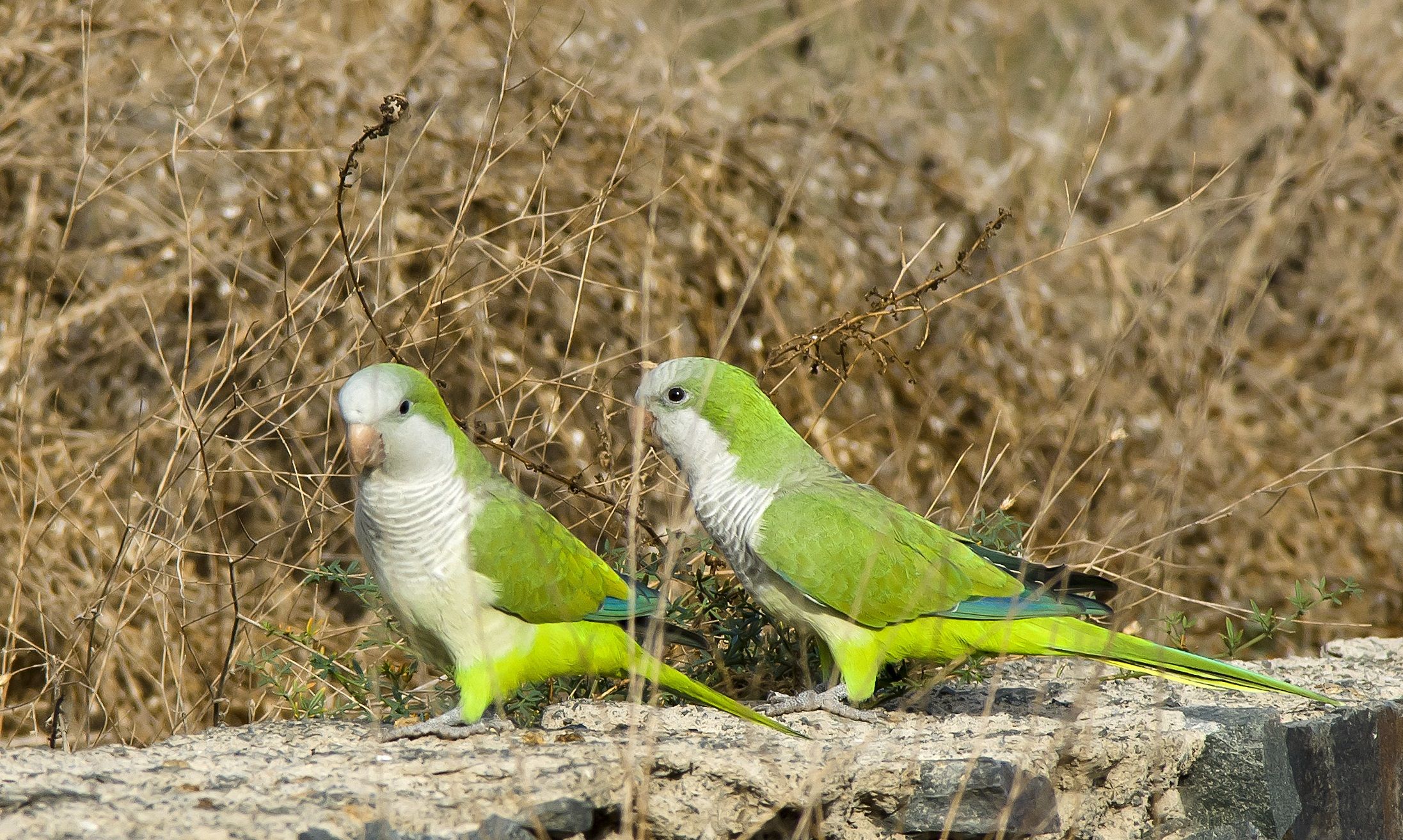 Cotorras argentinas Wikimedia Commons Cotorras argentinas Wikimedia Commons