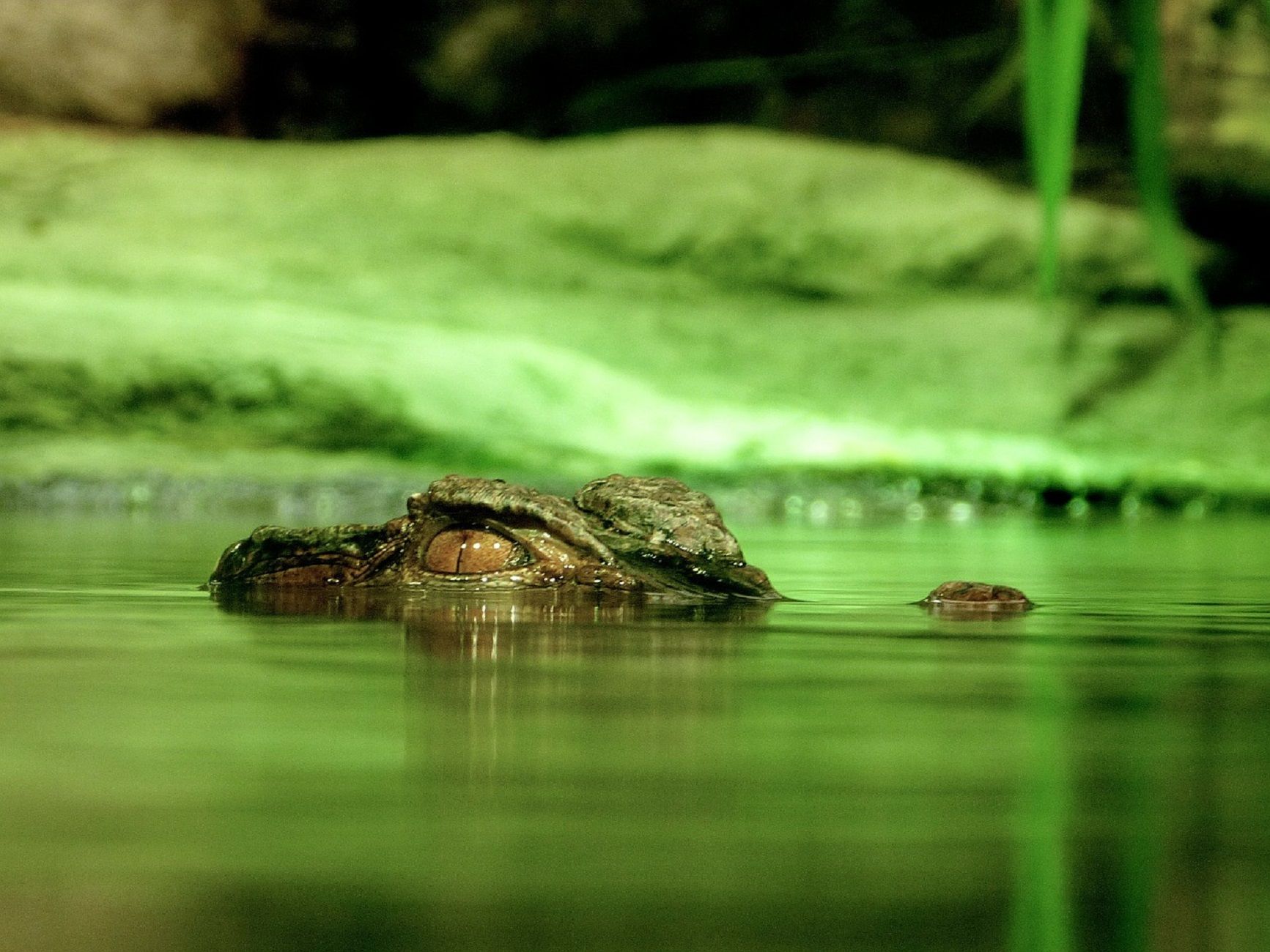 Caiman / Pixabay Caiman / Pixabay