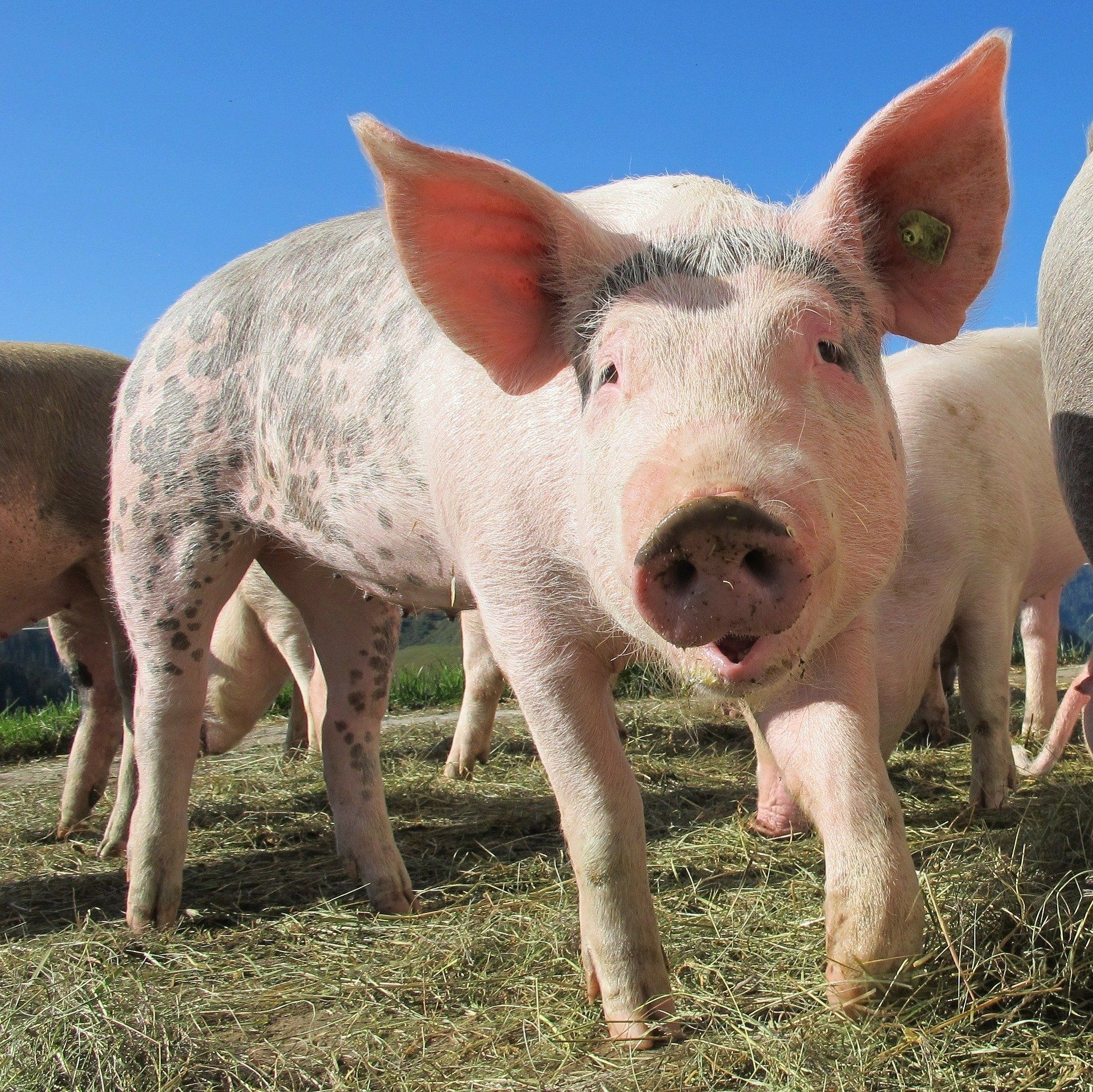 Porc / Pixabay Porc / Pixabay