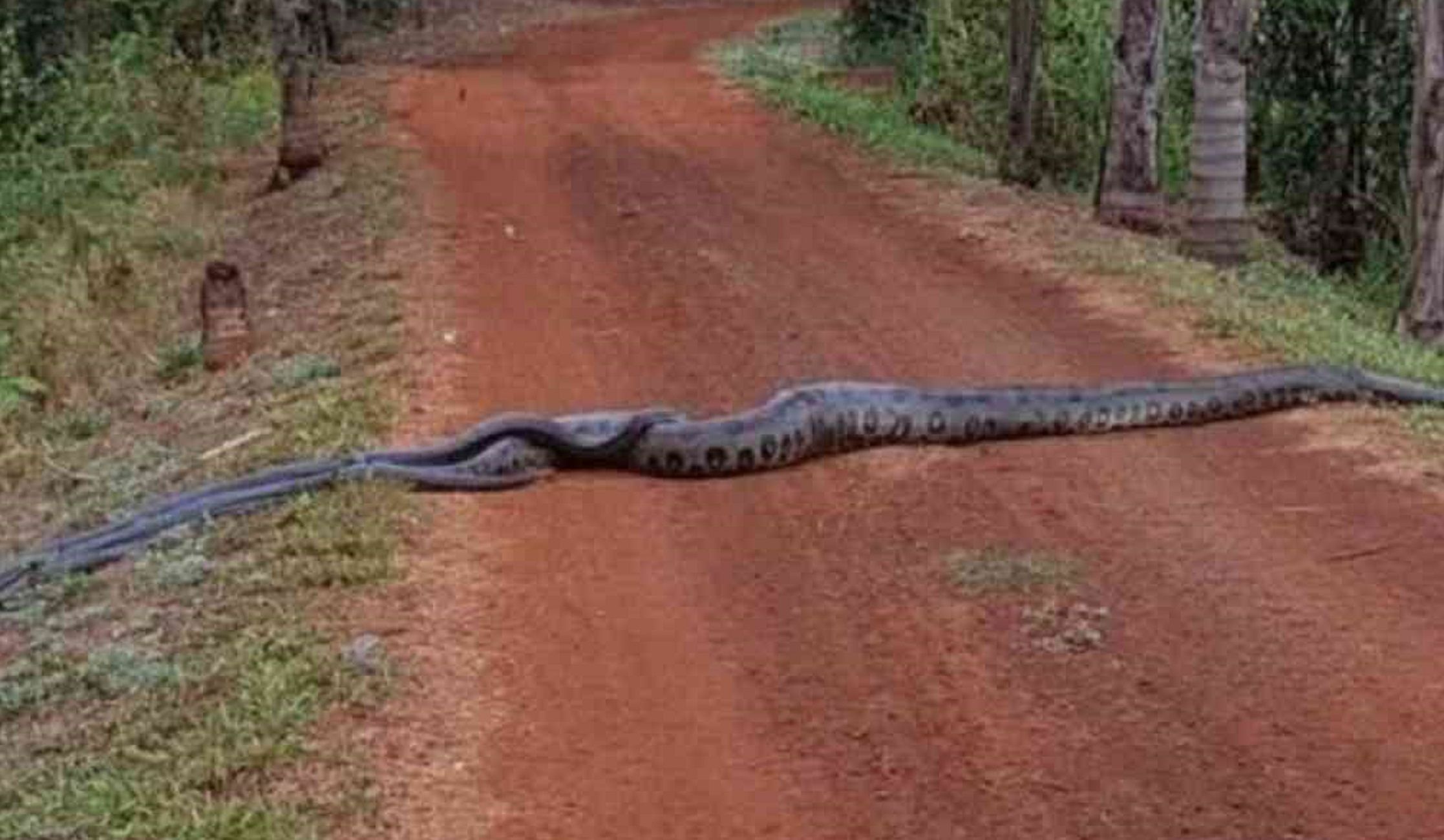 anaconda / Youtube Mundo Animal anaconda / Youtube Mundo Animal