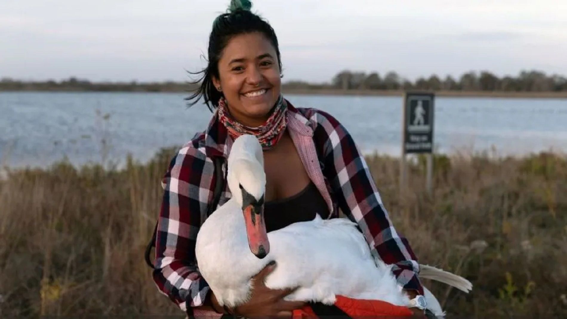 Rescata un cigne a punt de morir i es fa viral: el porta  