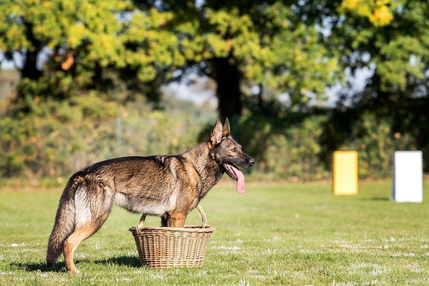 Diversos sindicatos culpan a la Guardia Urbana de desatender a sus perros / Pixabay Diversos sindicatos culpan a la Guardia Urbana de desatender a sus perros / Pixabay