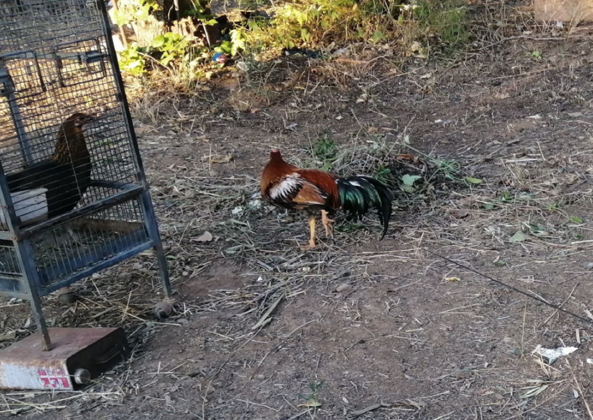 Gallo maltratado Reus / Mossos d'Esquadra Gallo maltratado Reus / Mossos d'Esquadra