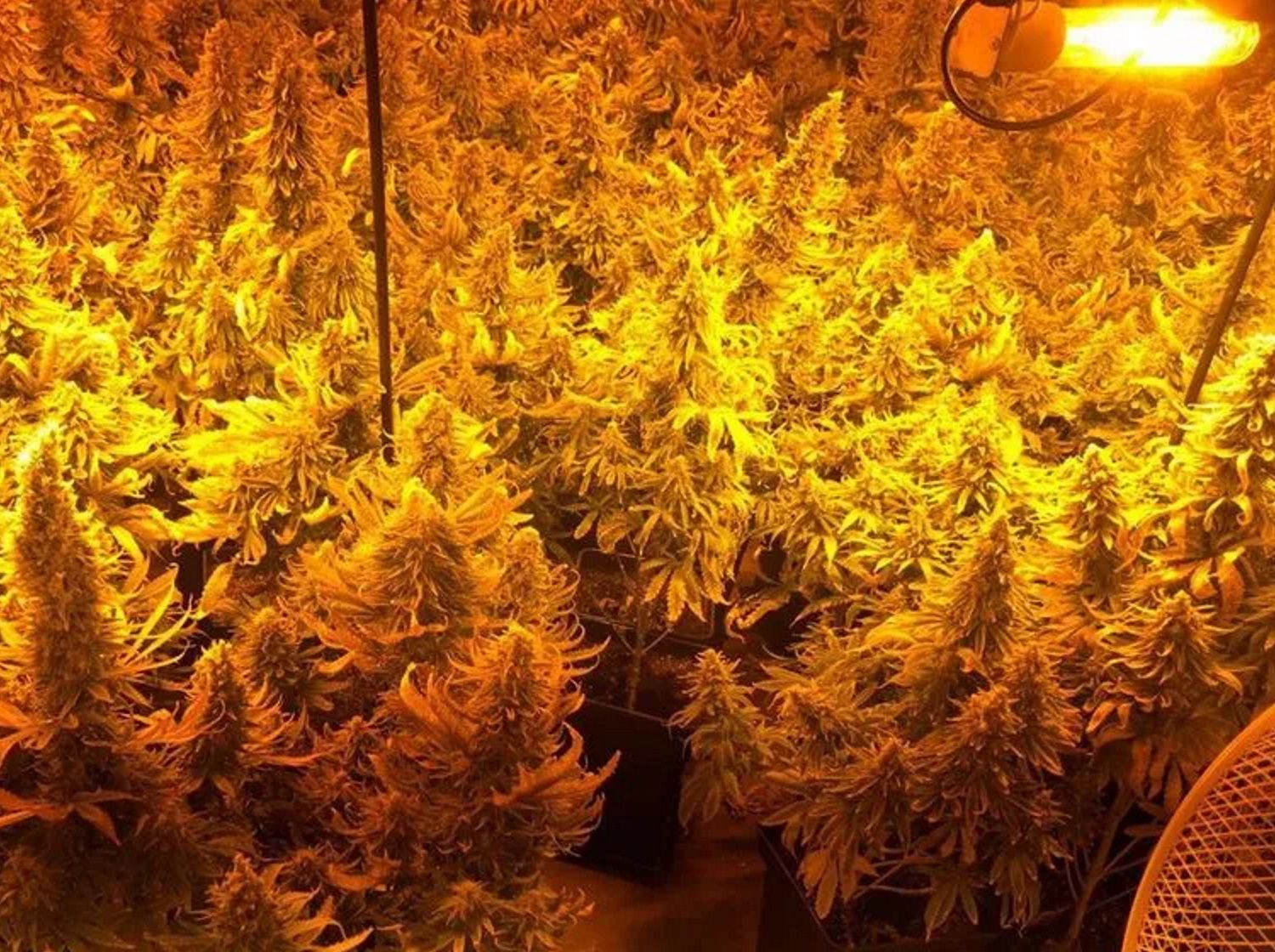 Plantación de marihuana / Policía Nacional Plantación de marihuana / Policía Nacional