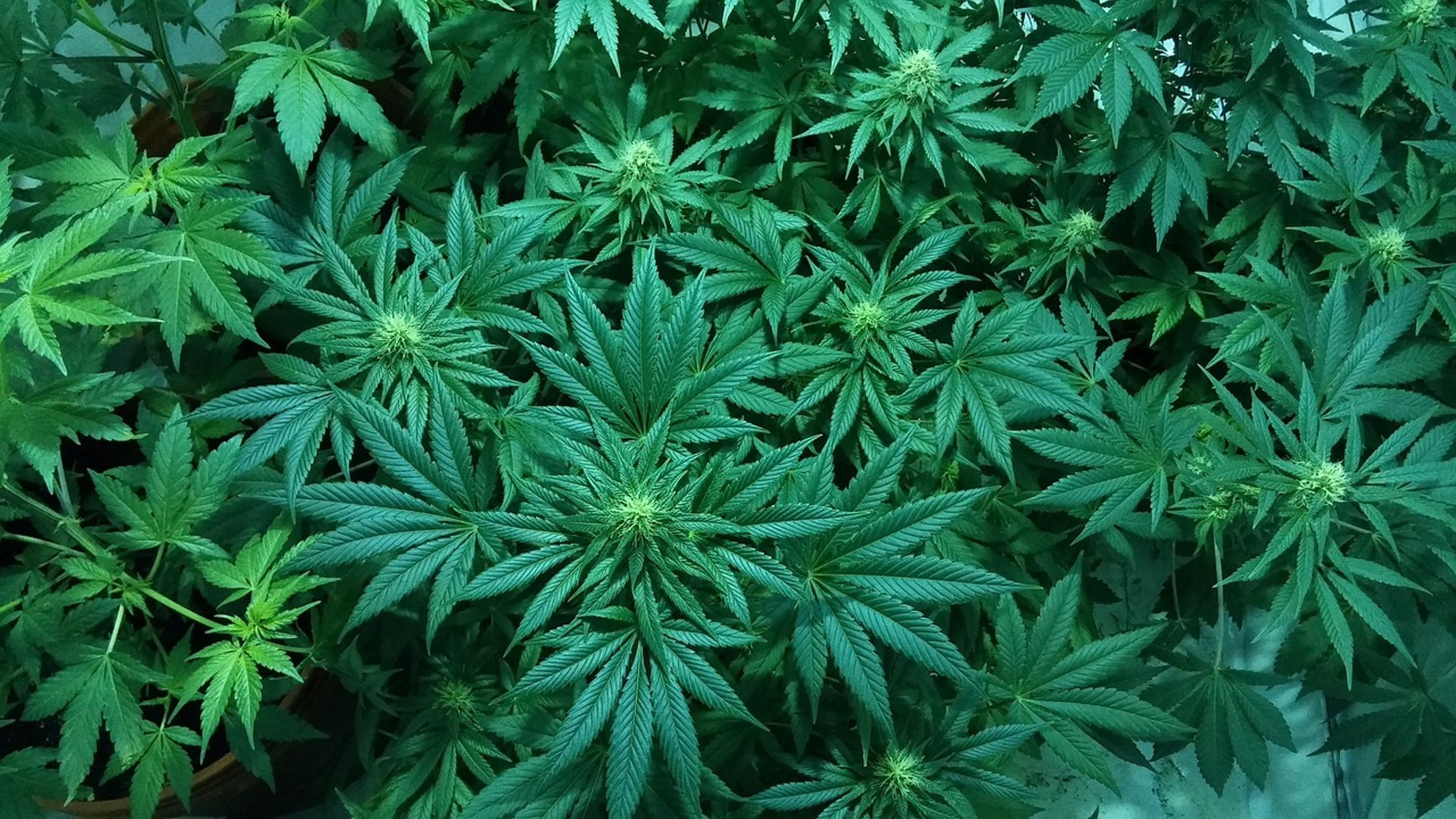 Plantación de marihuana / Policía Nacional Plantación de marihuana / Policía Nacional