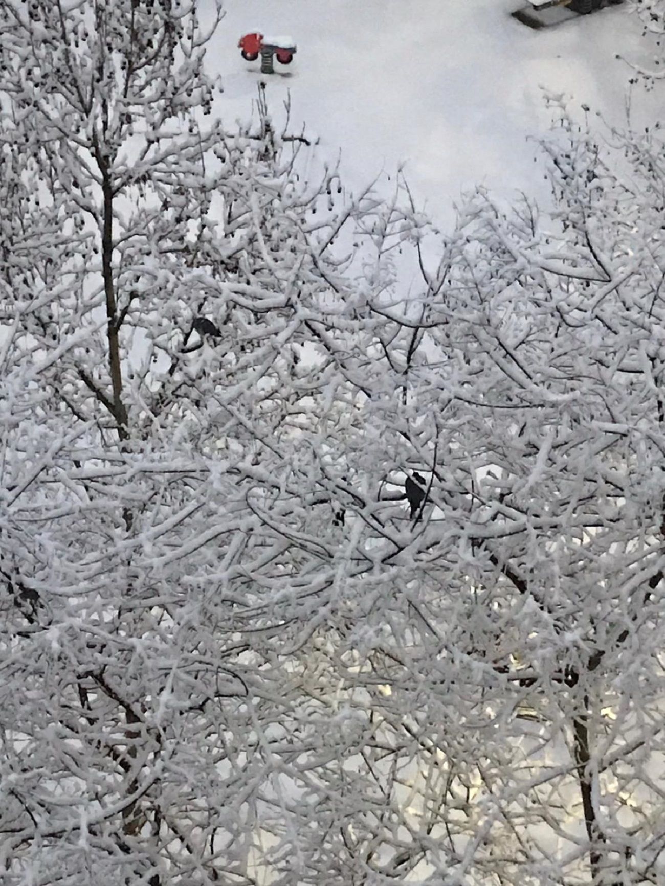 Nieve Lleida 2021 / Cel Miranda Nieve Lleida 2021 / Cel Miranda