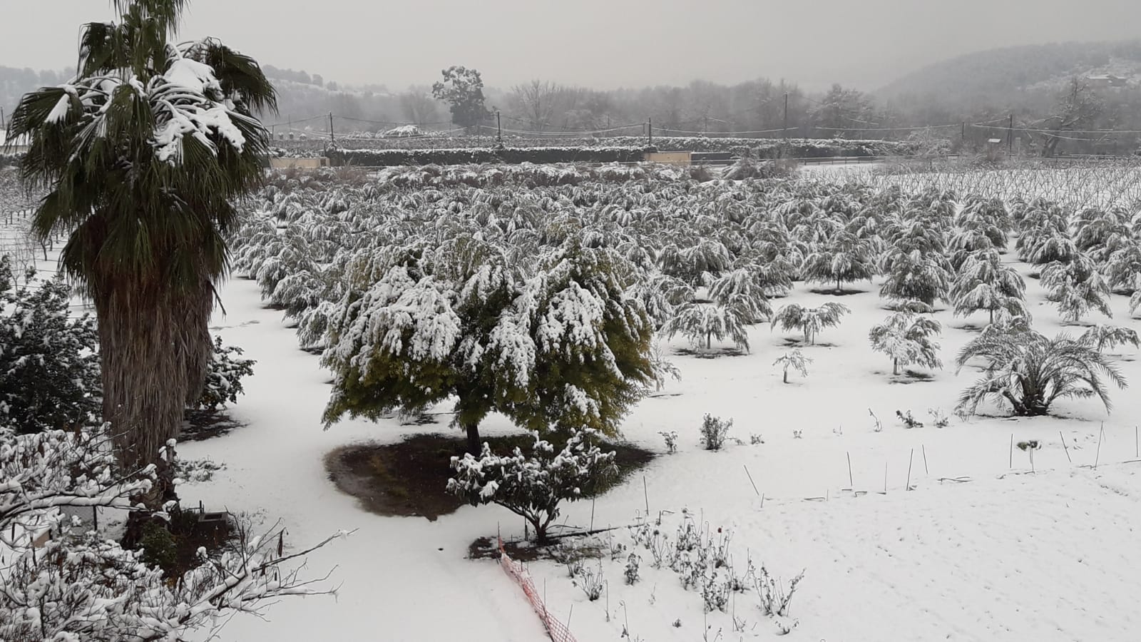 Nieve Miravent / José Antonio Balart Nieve Miravent / José Antonio Balart