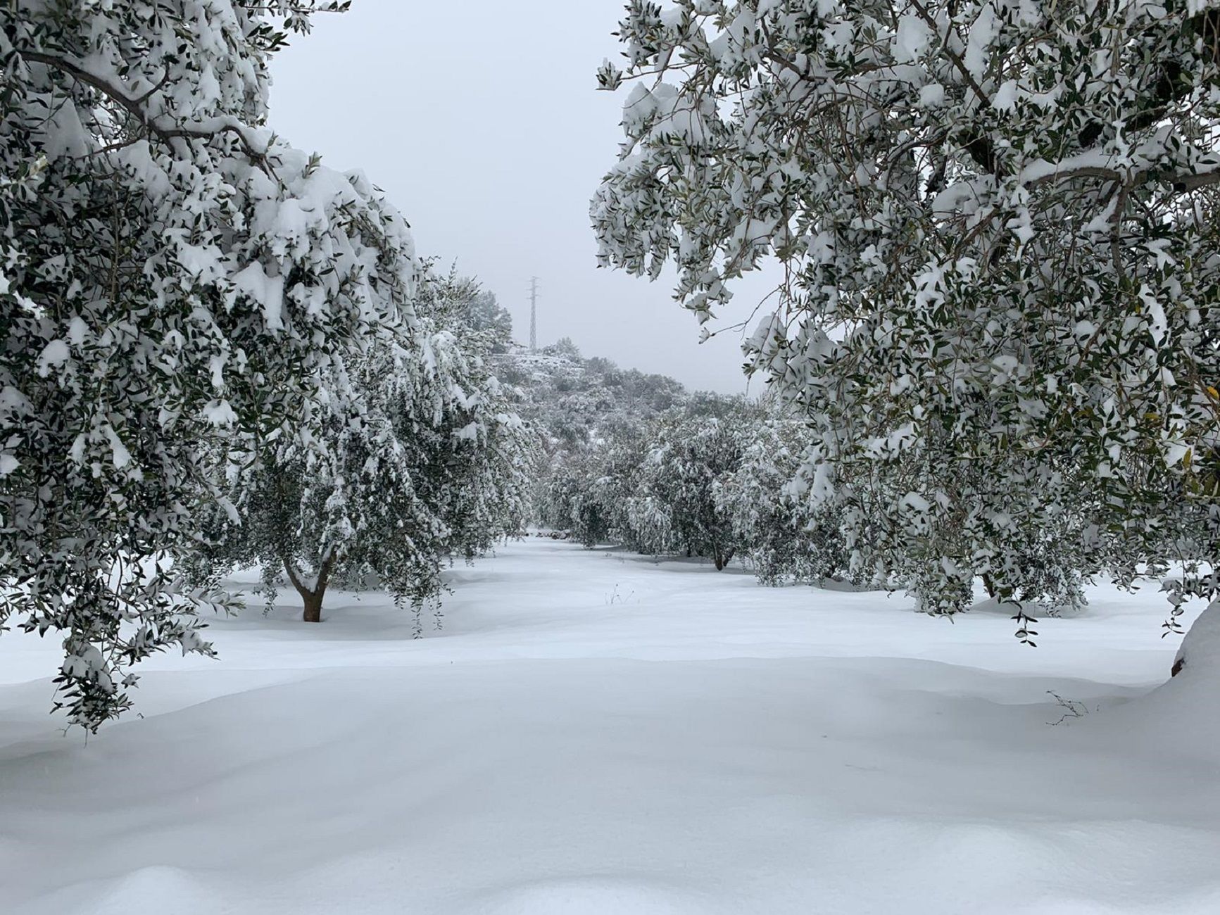 Nieve Priorat 2021 / Carolina Monreal Nieve Priorat 2021 / Carolina Monreal