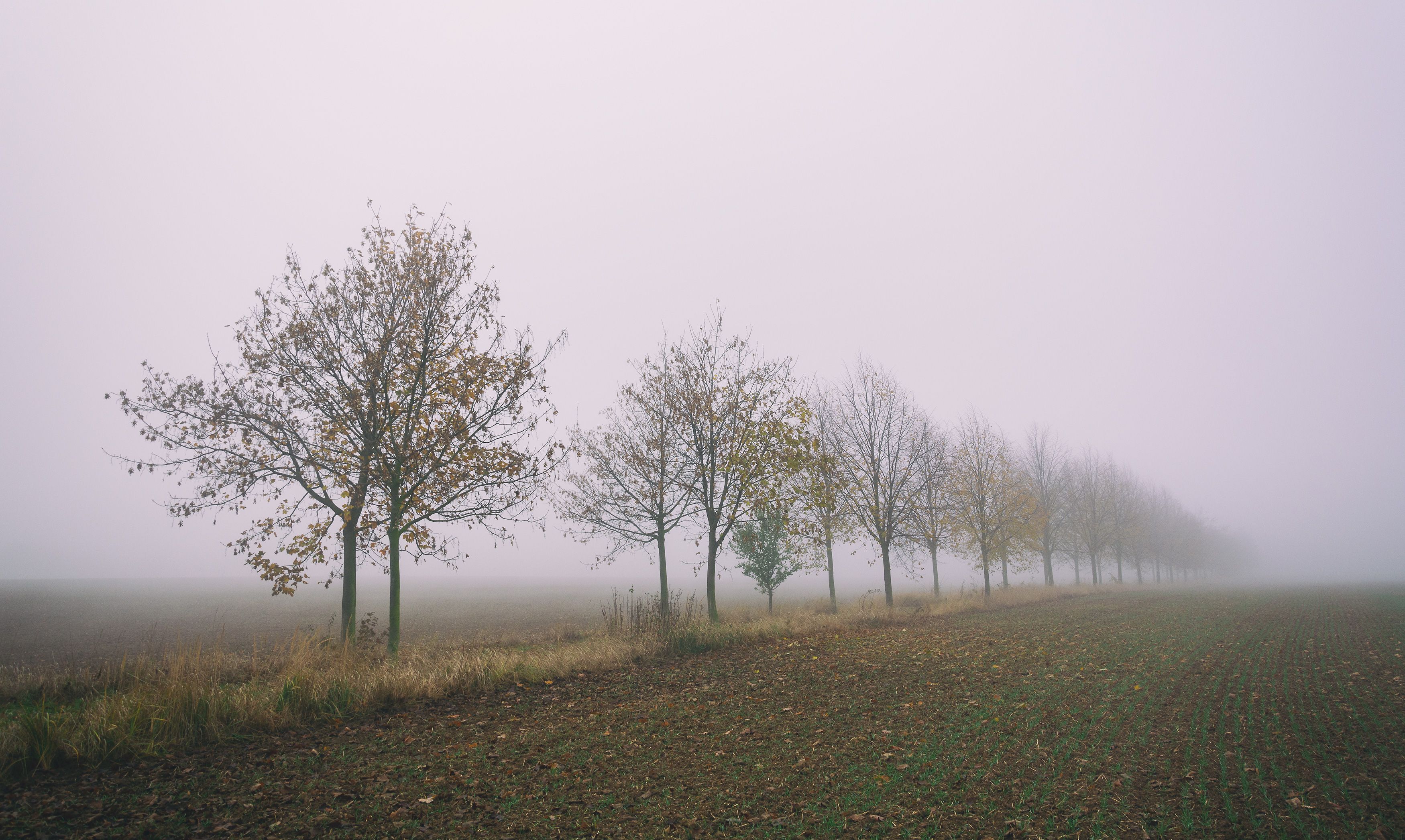 Niebla / Libreshot Niebla / Libreshot