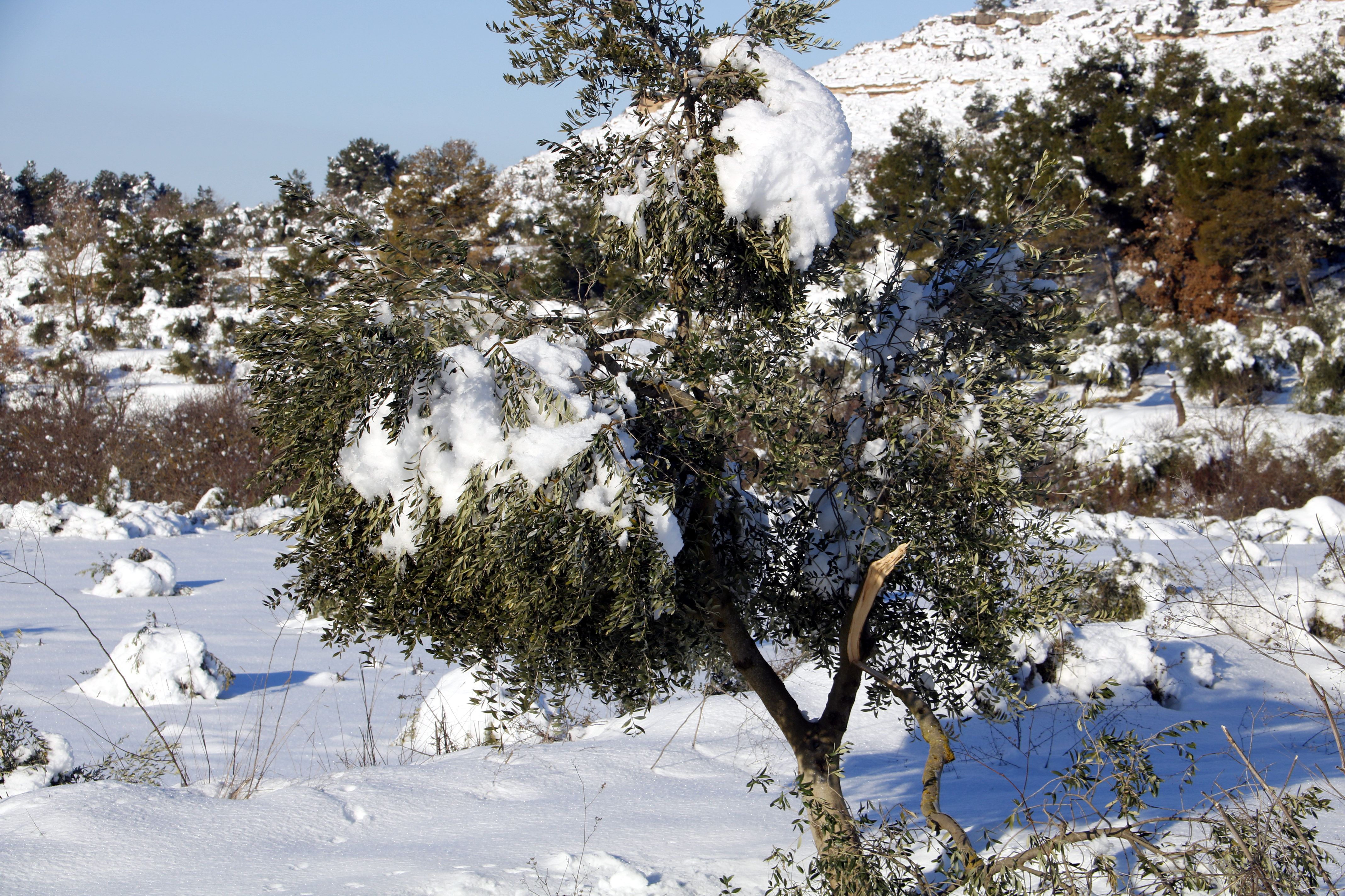 Peligran los olivos por la nieve y el frío, Vinaixa (Lleida) / Oriol Bosch_ACN Peligran los olivos por la nieve y el frío, Vinaixa (Lleida) / Oriol Bosch_ACN