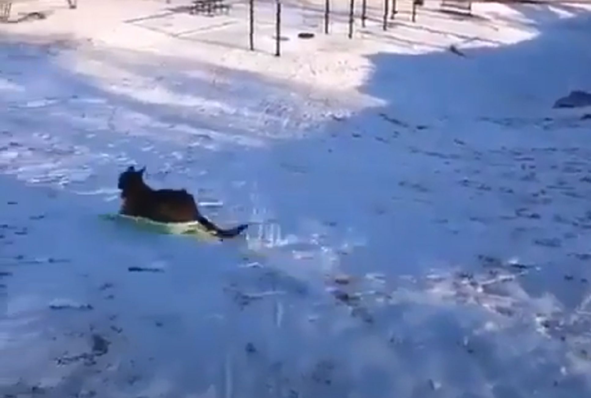 Perro juega en la nieve con su trineo / @gustavojmata Twitter Perro juega en la nieve con su trineo / @gustavojmata Twitter