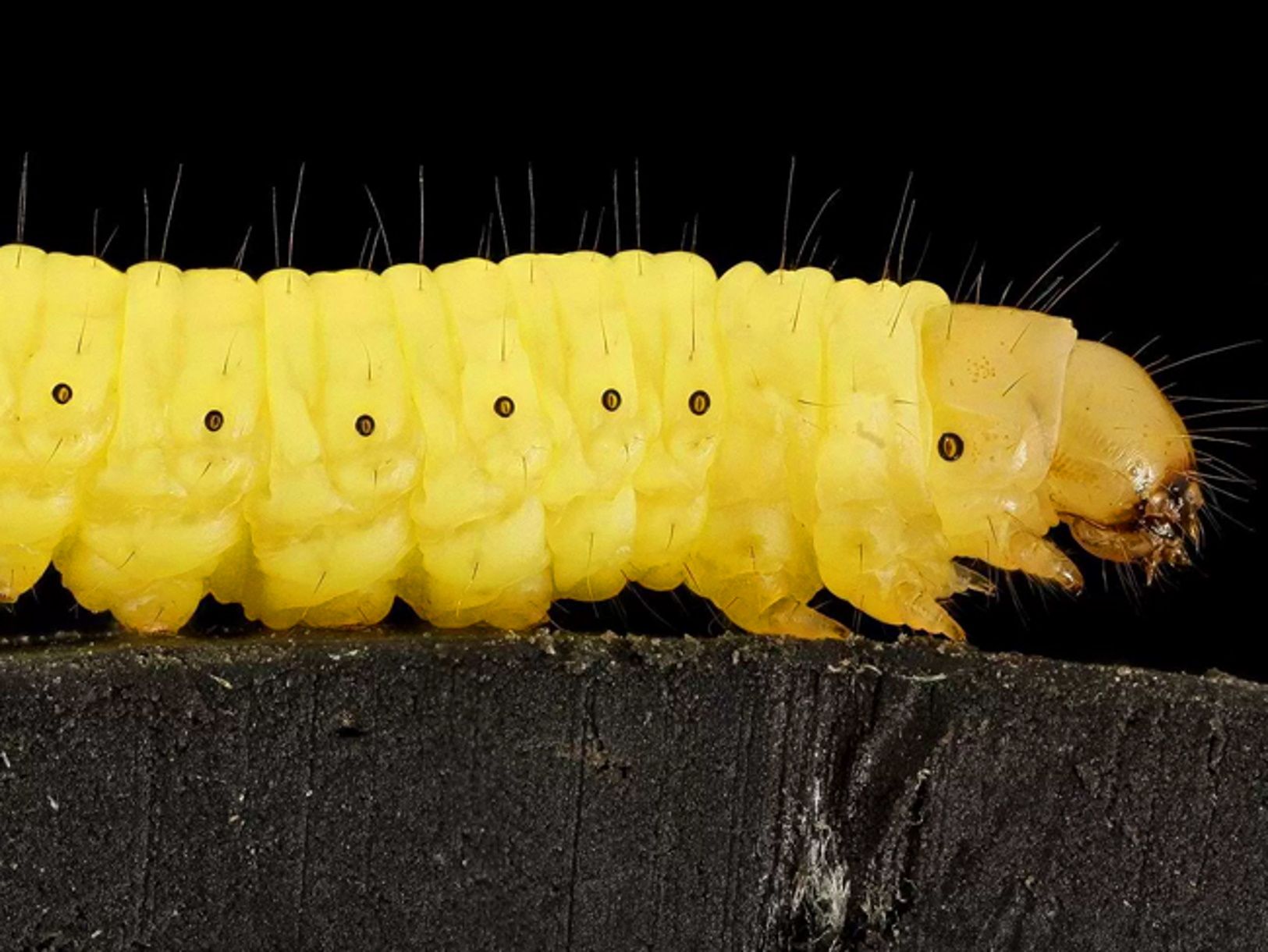 Gusano amarillo / Bioguia.doers Gusano amarillo / Bioguia.doers