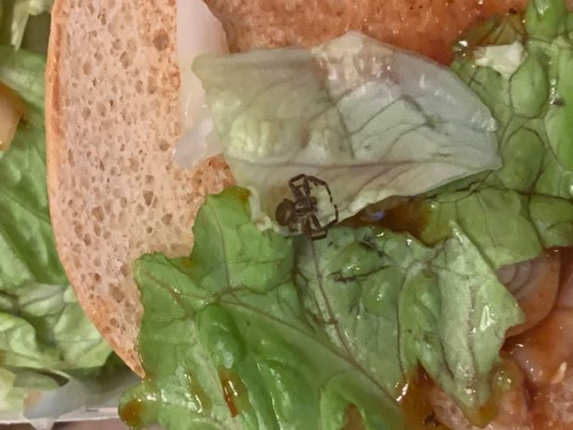 Araña McDonalds / Cedida Araña McDonalds / Cedida