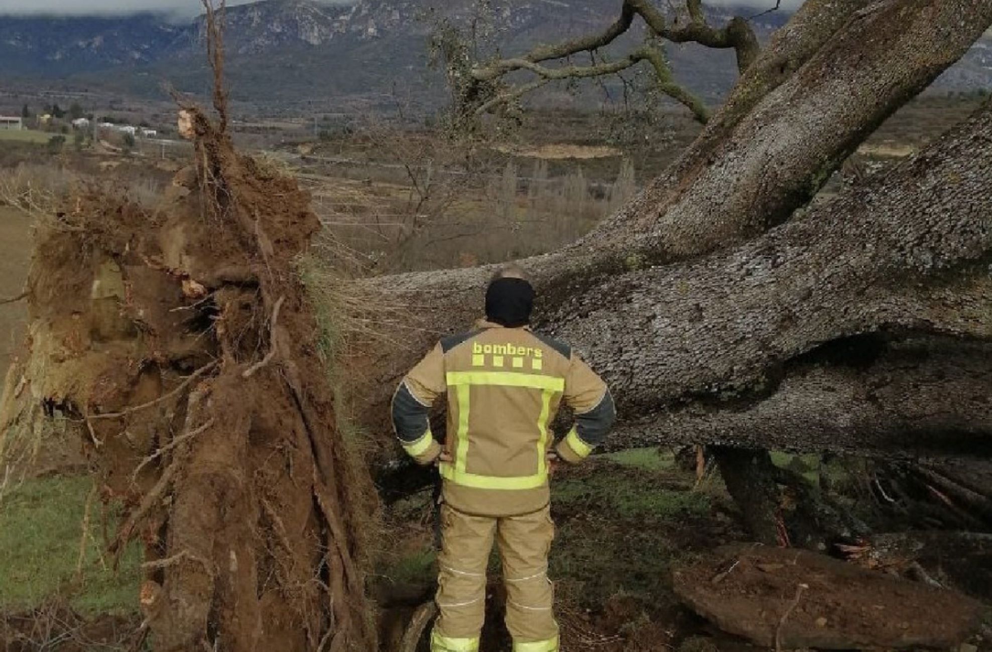 La tormenta con viento huracanado ha arrancado una encina centenaria en Àger, en Lleida Bombers La tormenta con viento huracanado ha arrancado una encina centenaria en Àger, en Lleida Bombers