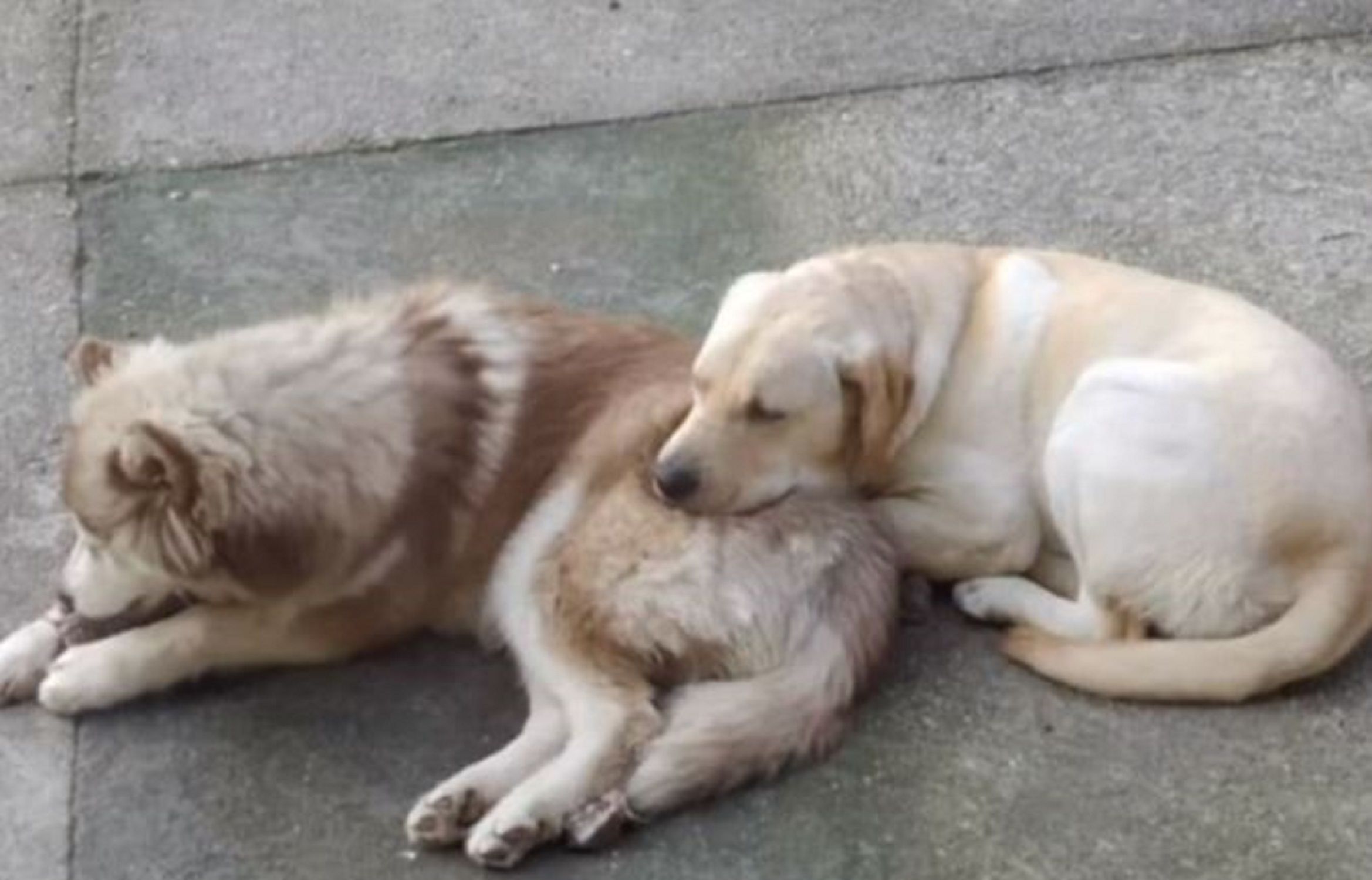 Bambi perro asesinado / Facebook ALOIA Bambi perro asesinado / Facebook ALOIA
