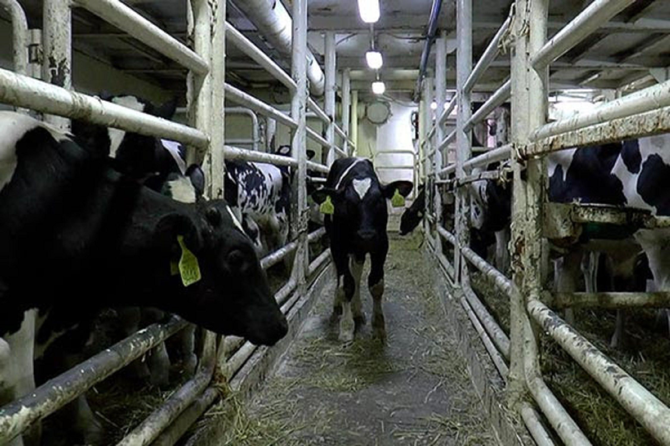 Vacas barco Murcia / Animal Welfare Foundation
