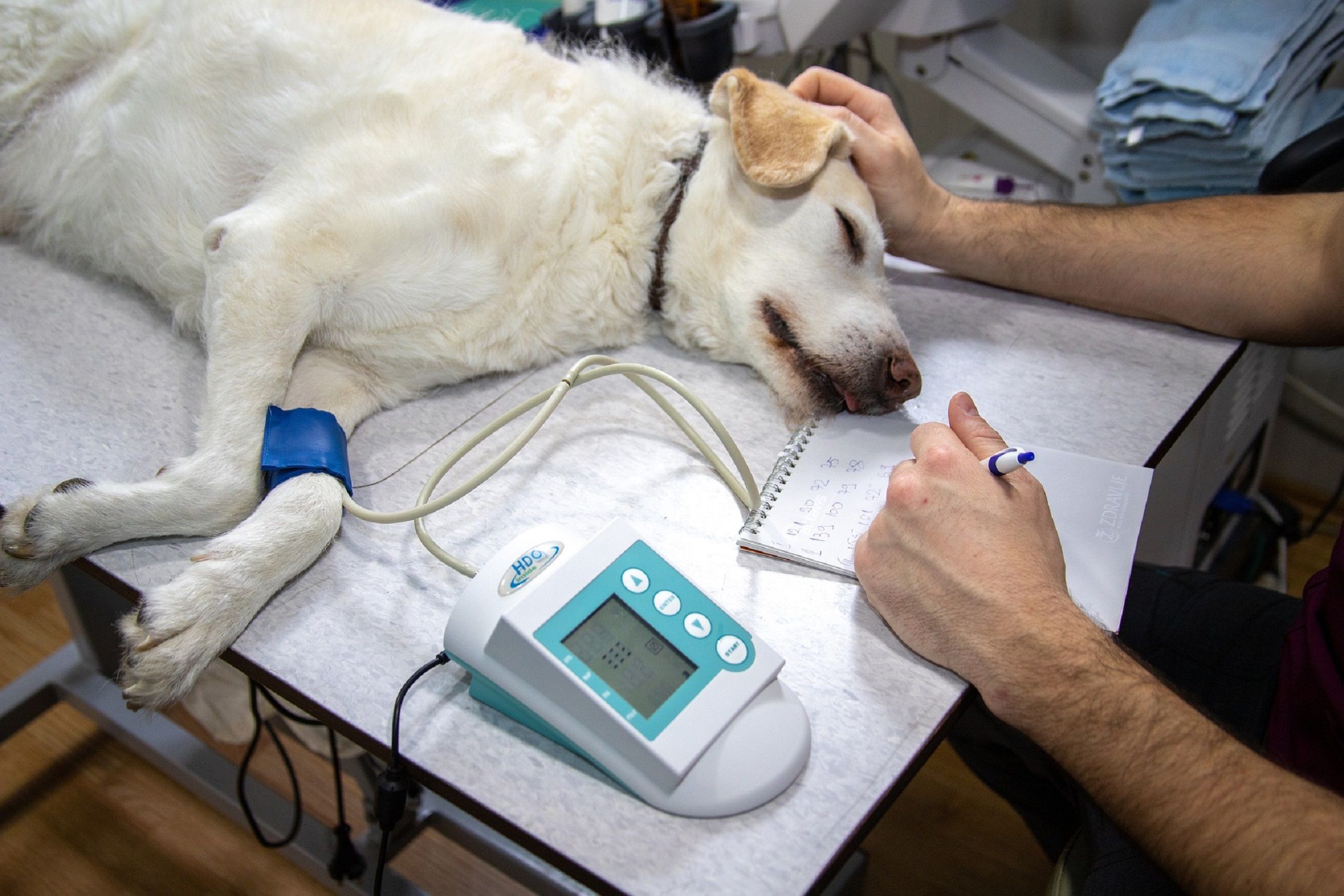 Perro veterinario / Pixabay Perro veterinario / Pixabay