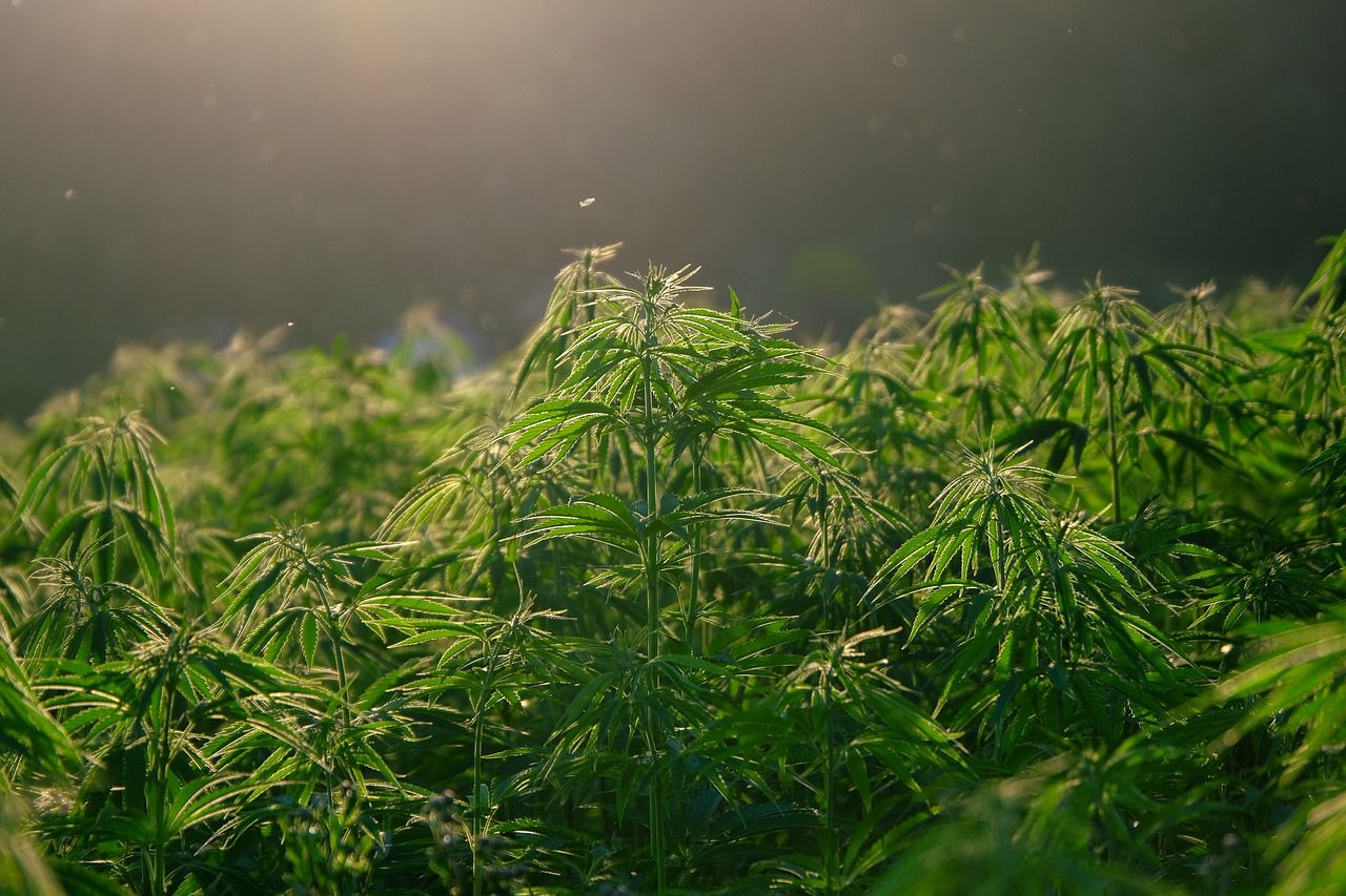 Marihuana / Pixabay Marihuana / Pixabay