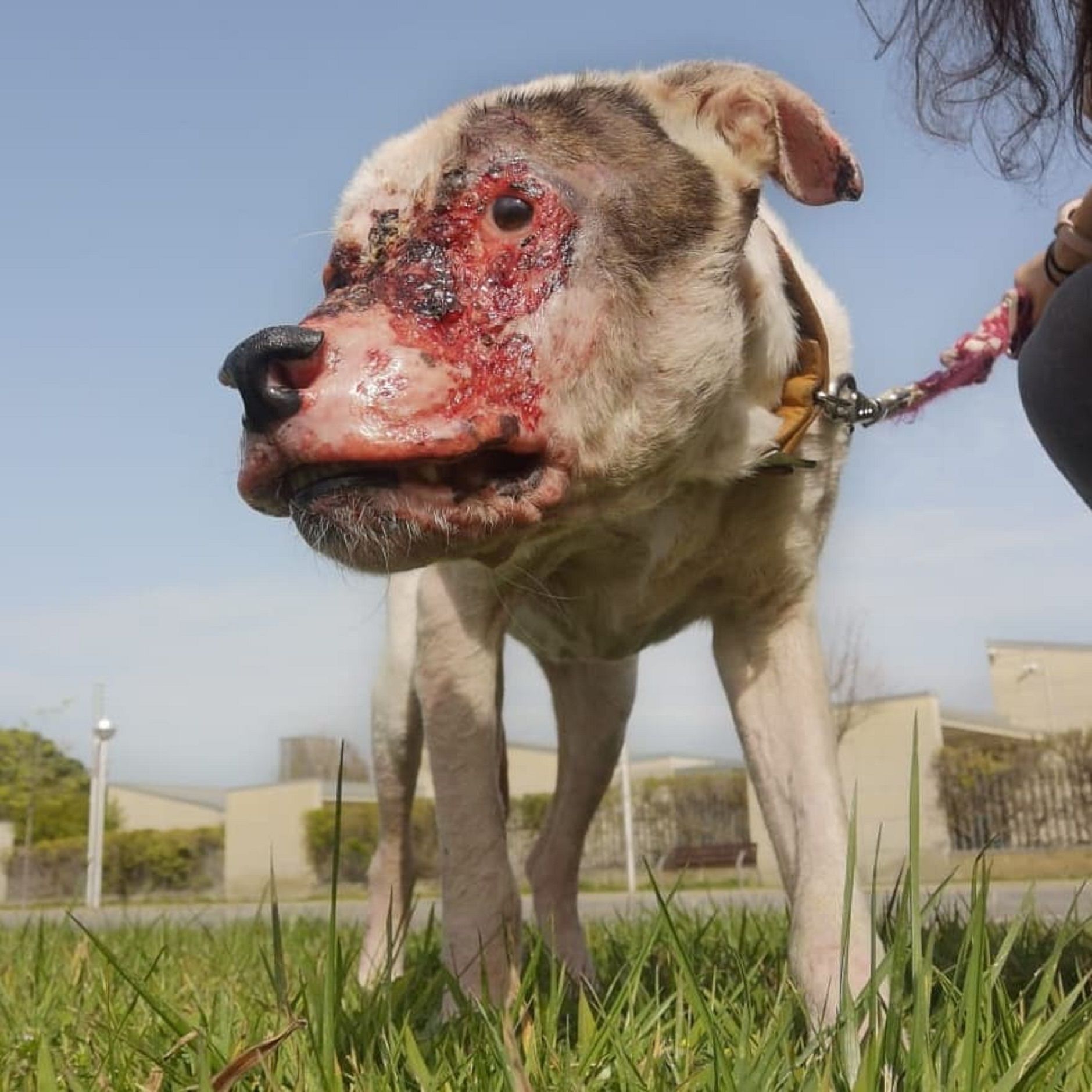 Perro Fuego / Associació GAIA Perro Fuego / Associació GAIA