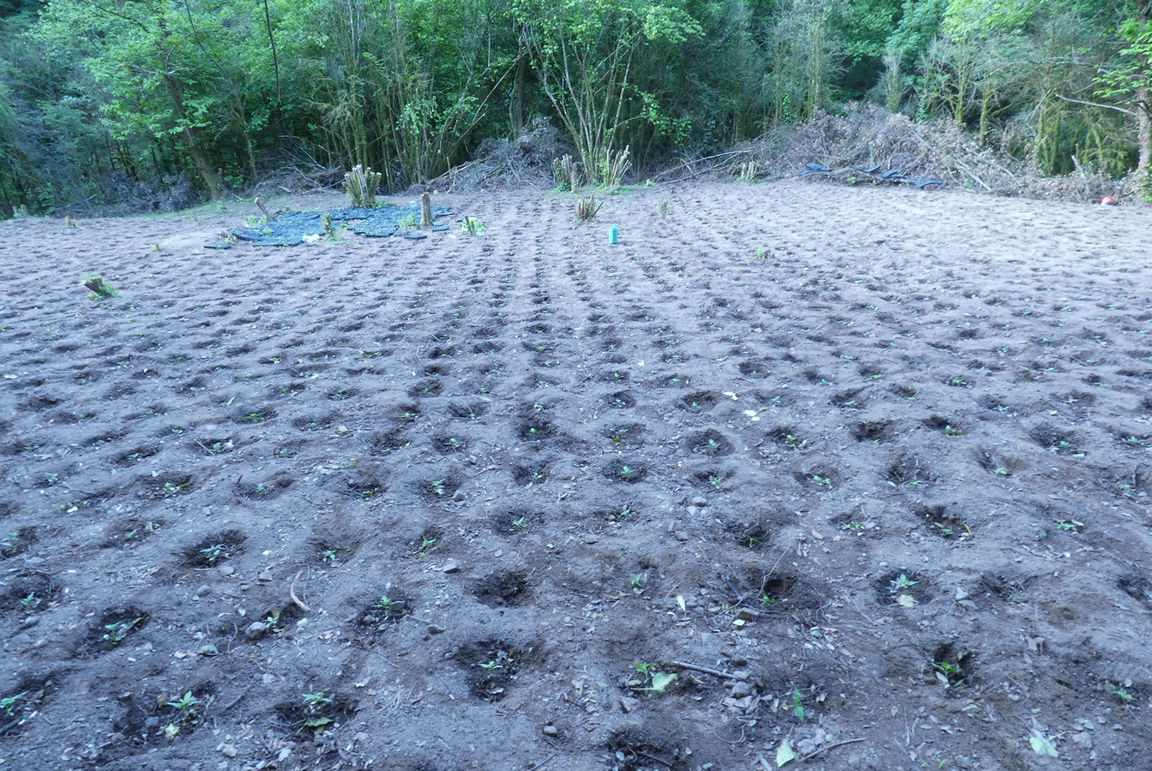 Plantación Susqueda - CME Plantación Susqueda - CME
