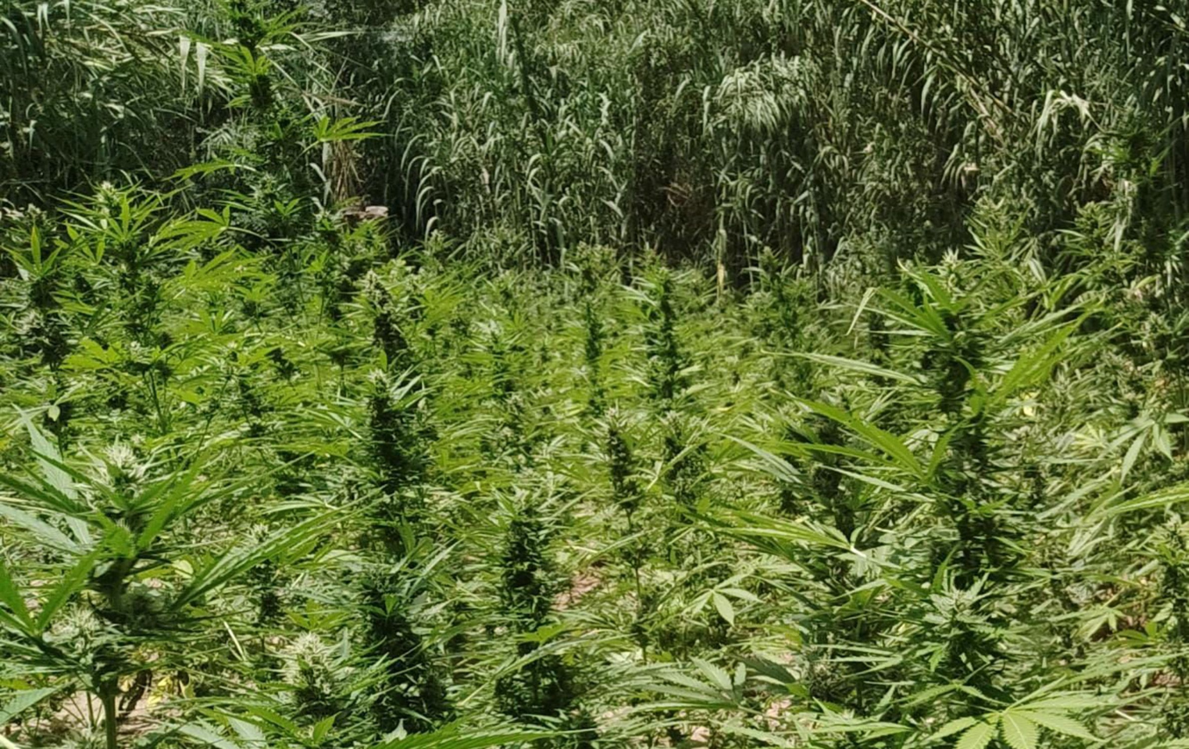 Plantació Marihuana - Riu Fluvià a Vilademuls / CME Plantació Marihuana - Riu Fluvià a Vilademuls / CME