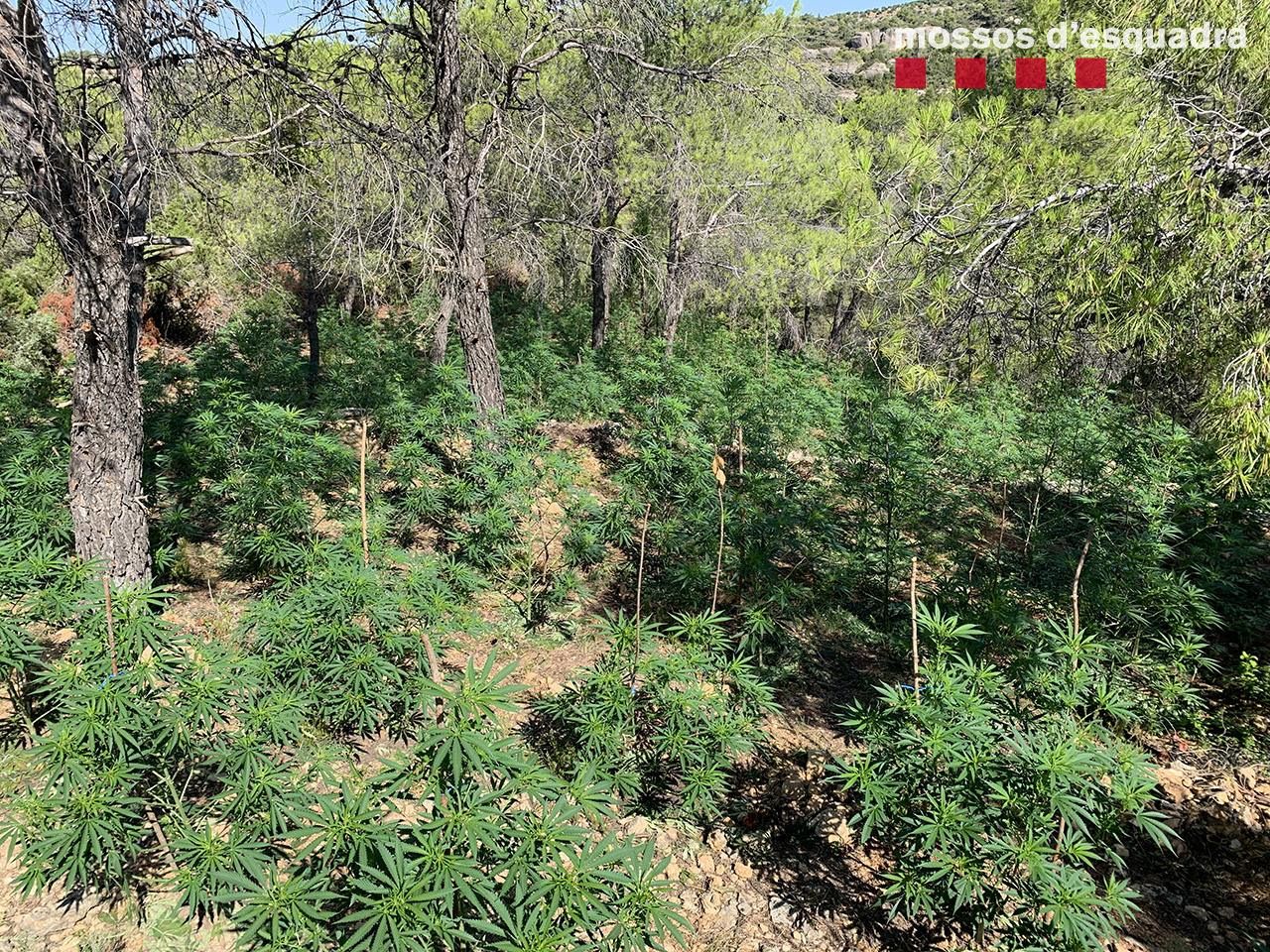 Plantación marihuana / Mossos d'Esquadra