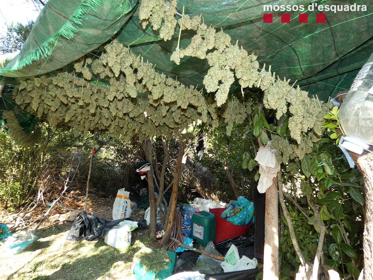 Cultivo marihuana Priorat / Mossos d'Esquadra Cultivo marihuana Priorat / Mossos d'Esquadra
