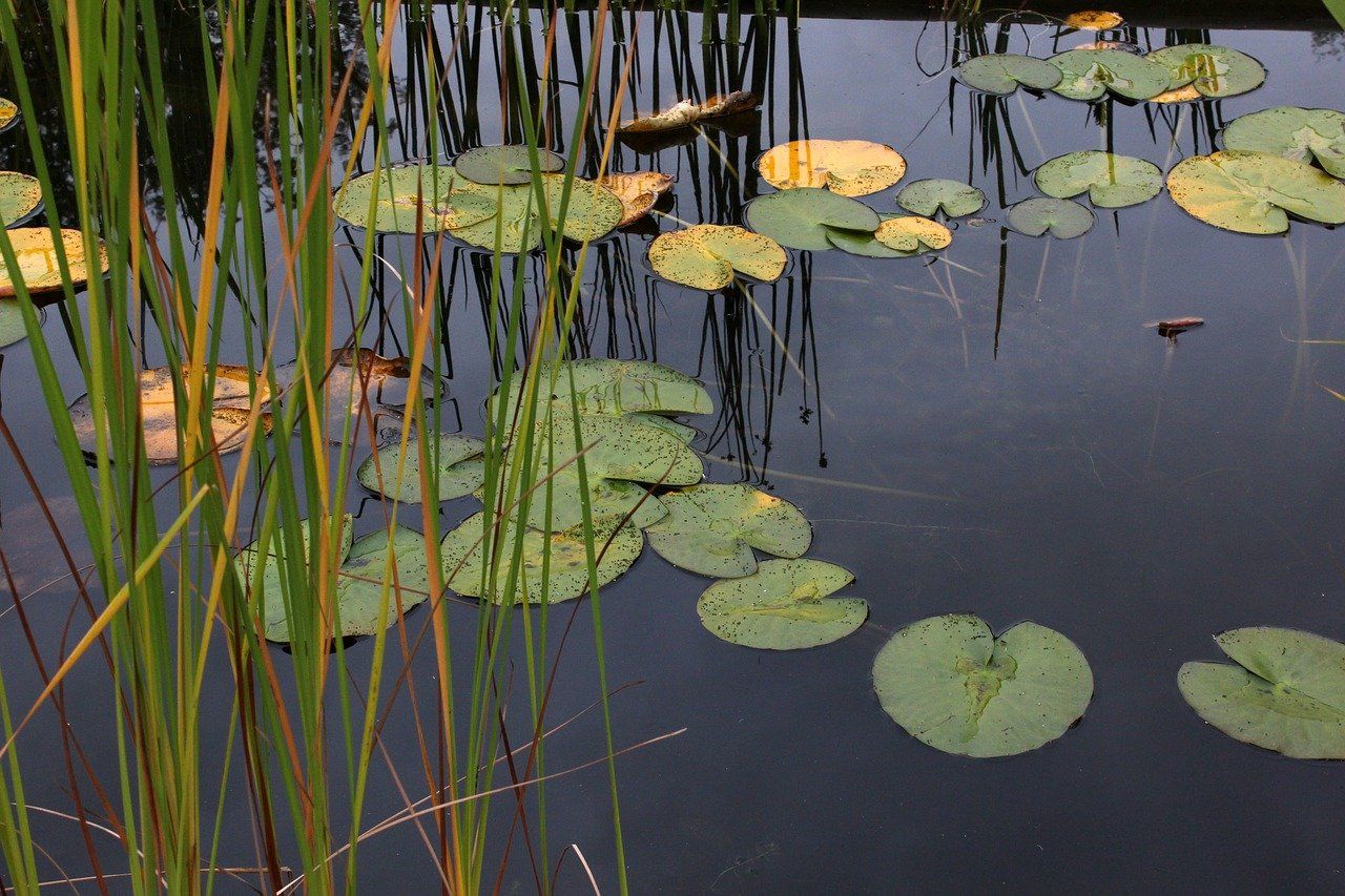 Aigua estancada / Flickr Aigua estancada / Flickr