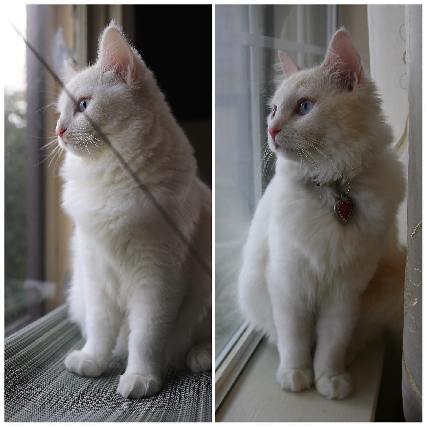 Belle y Chai en una imagen comparativa de su aspecto / Instagram Belle y Chai en una imagen comparativa de su aspecto / Instagram